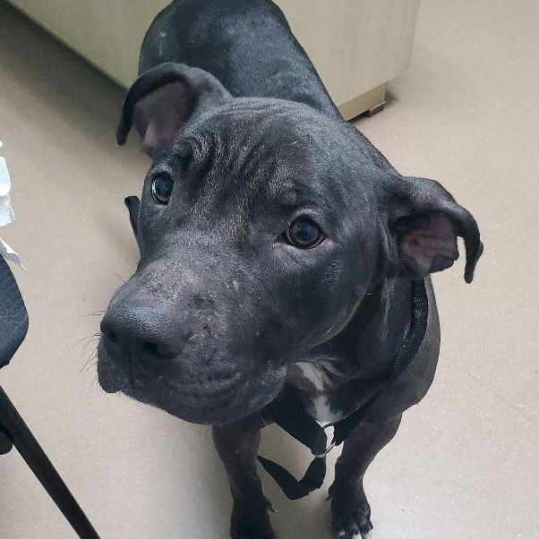 Rose, a Adoptable mixed breed in Lago Vista, TX image 4/4