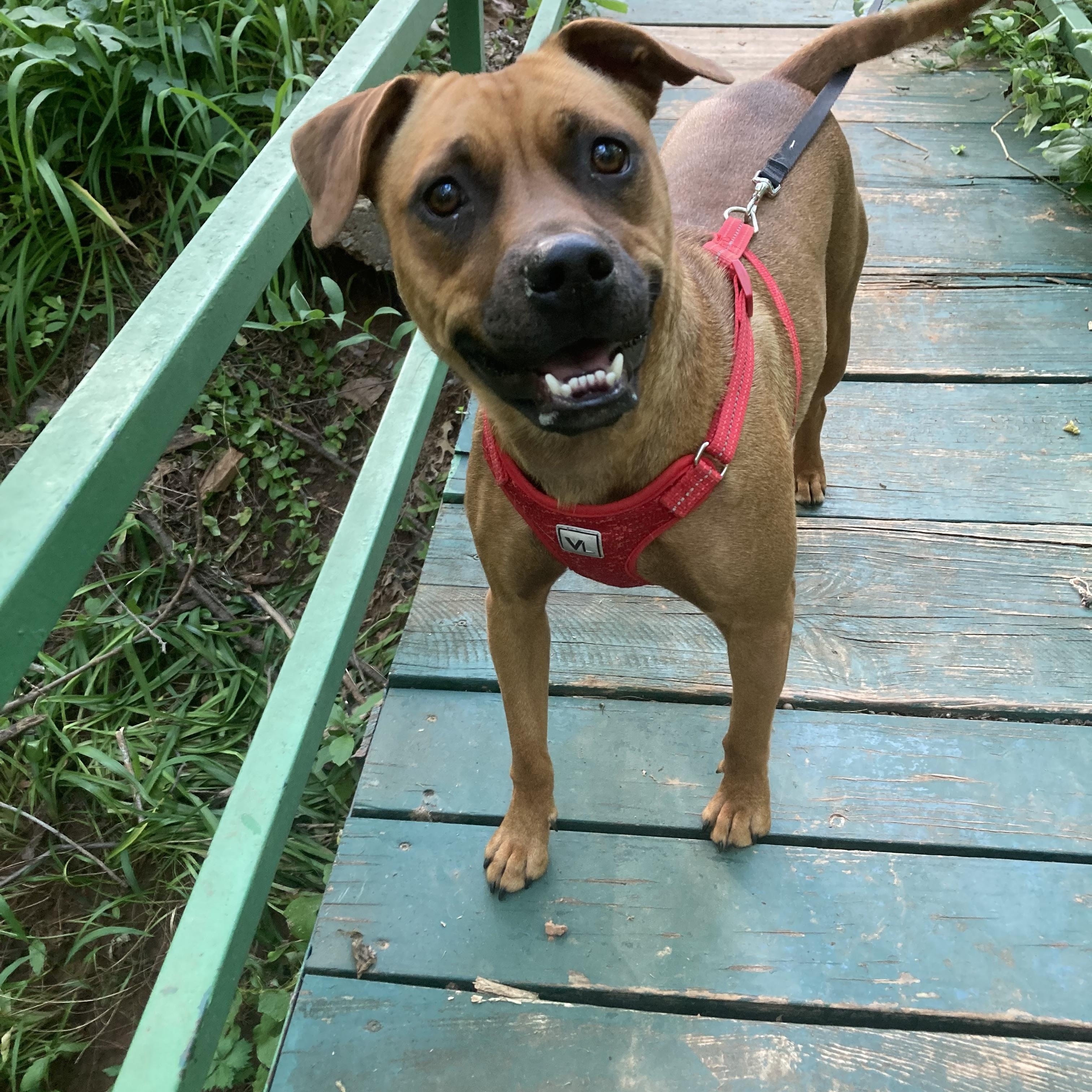 Paris, a Adoptable mixed breed in Noble, OK image 2/6