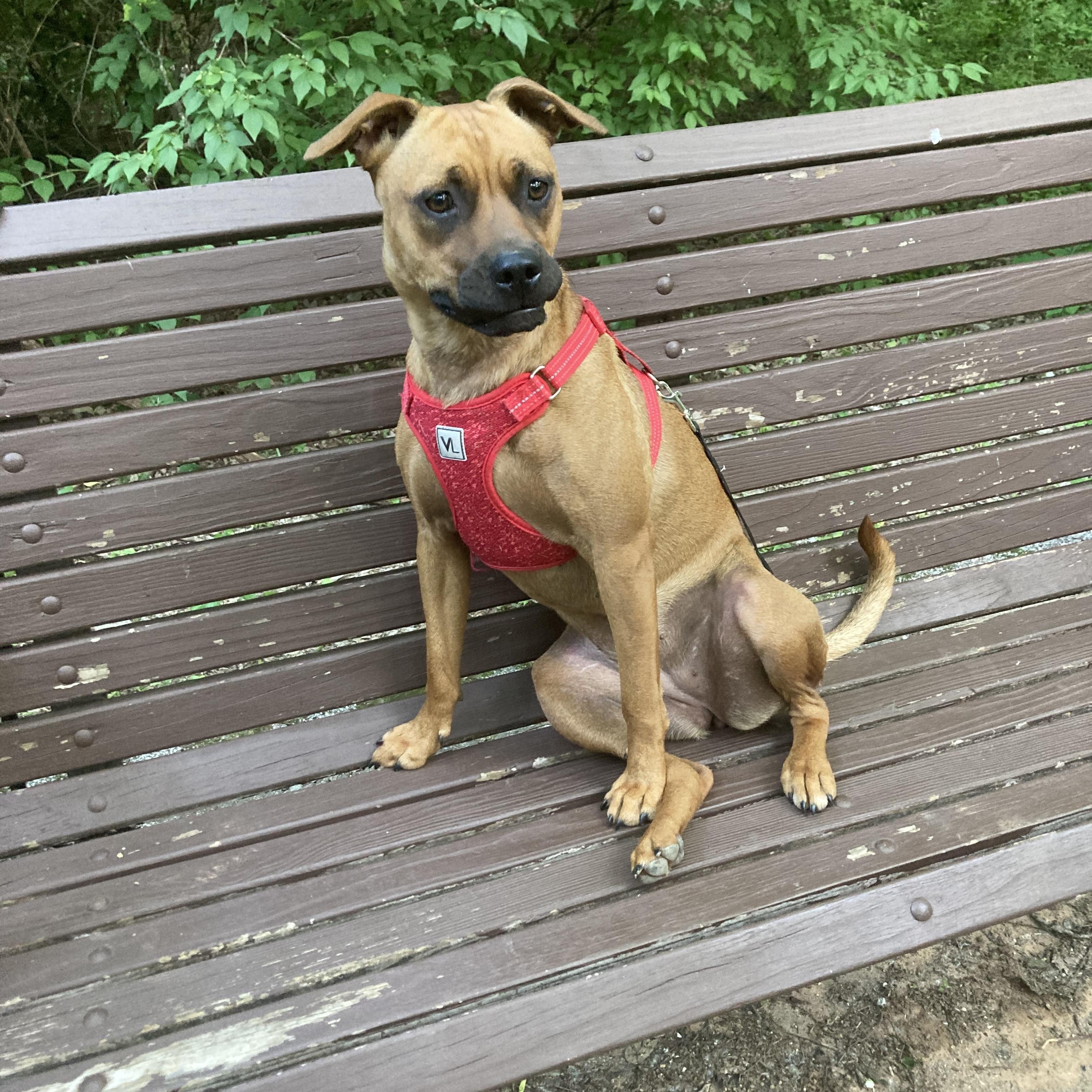 Paris, a Adoptable mixed breed in Noble, OK image 4/6