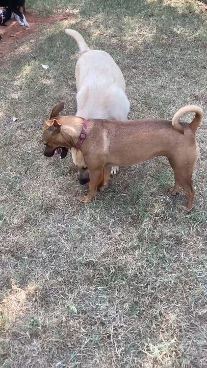 Enlarge Paris, a Adoptable mixed breed in Noble, OK video 6/6