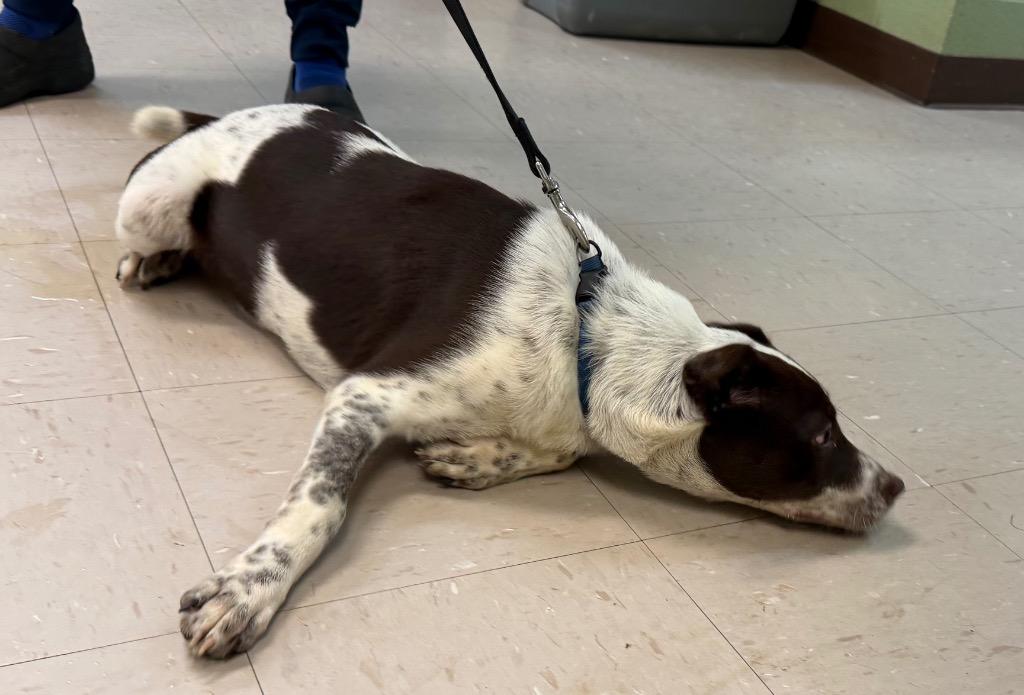 Viviana, Adoptable, Puppy Female Australian Cattle Dog / Blue Heeler & Terrier.