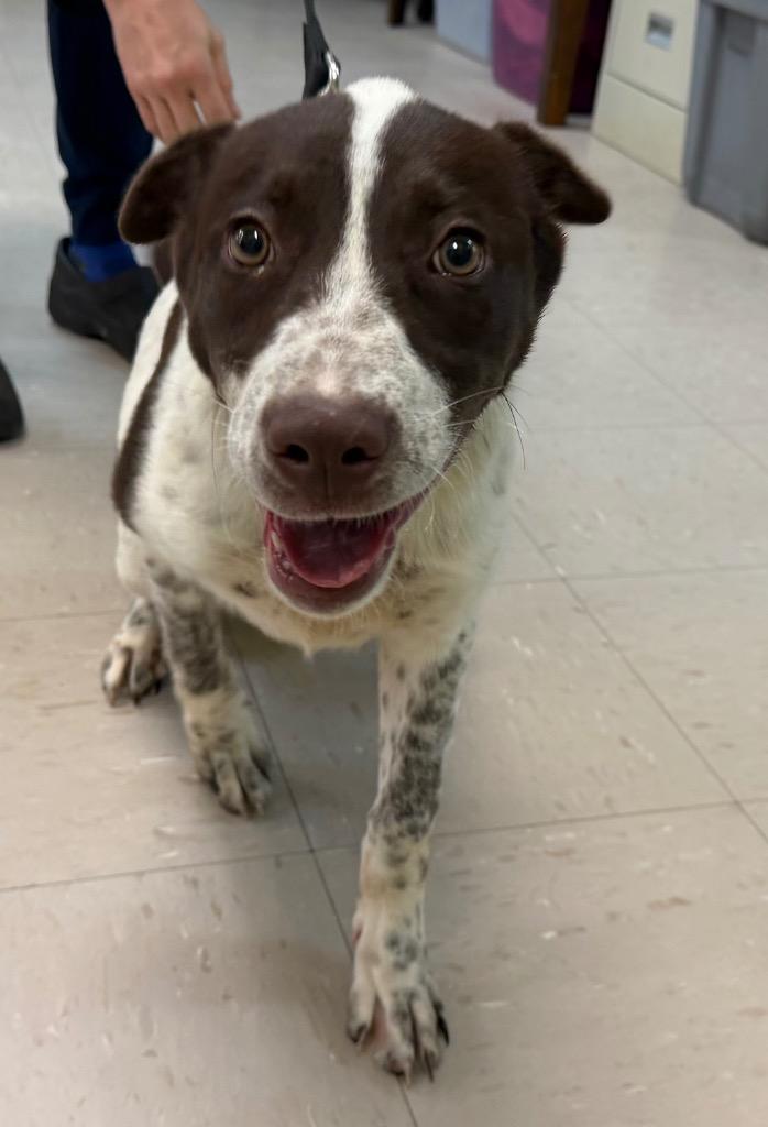 Enlarge Viviana, a Adoptable mixed breed in Burnsville, NC image 2/6