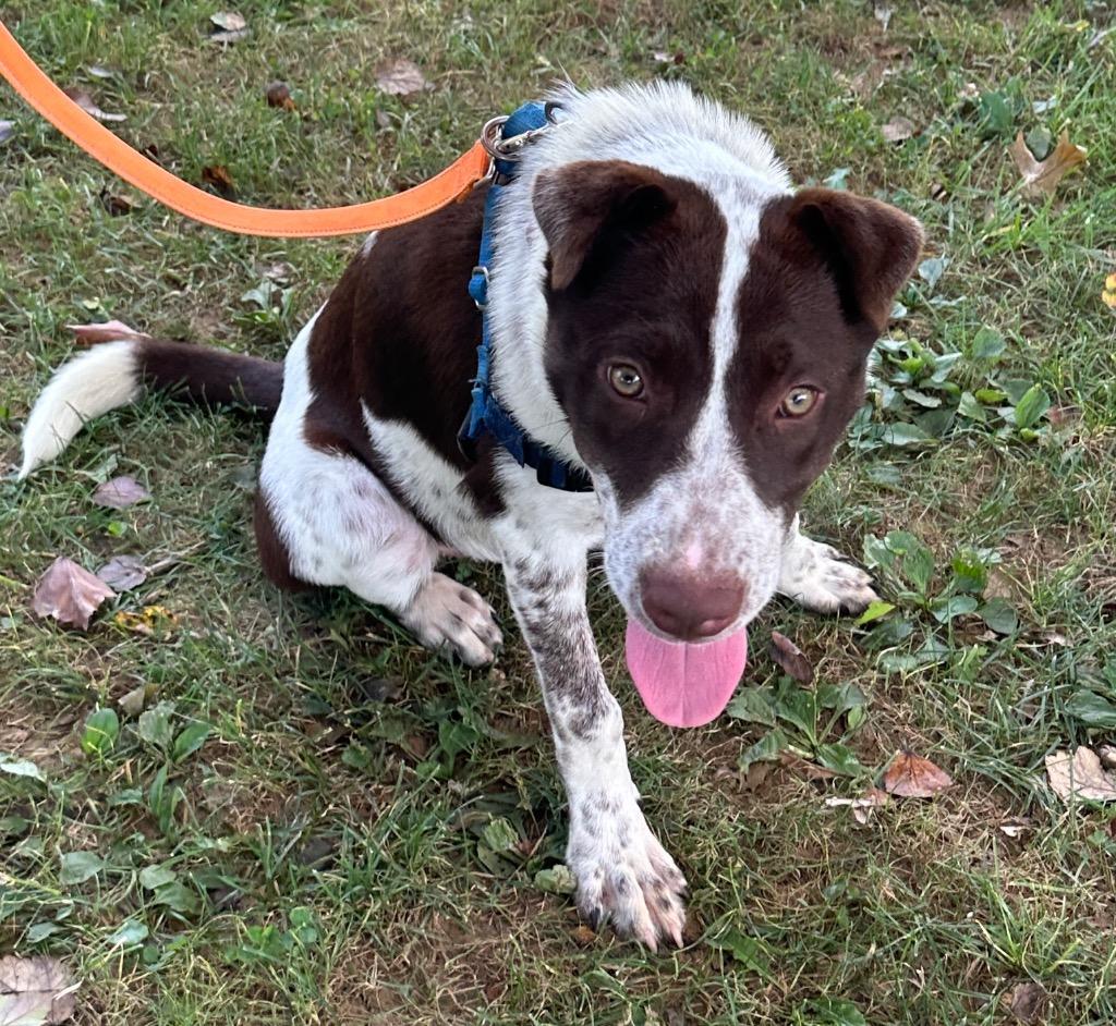 Enlarge Viviana, a Adoptable mixed breed in Burnsville, NC image 4/6