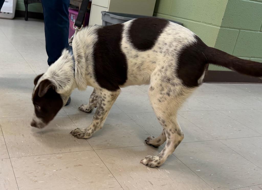 Enlarge Viviana, a Adoptable mixed breed in Burnsville, NC image 6/6