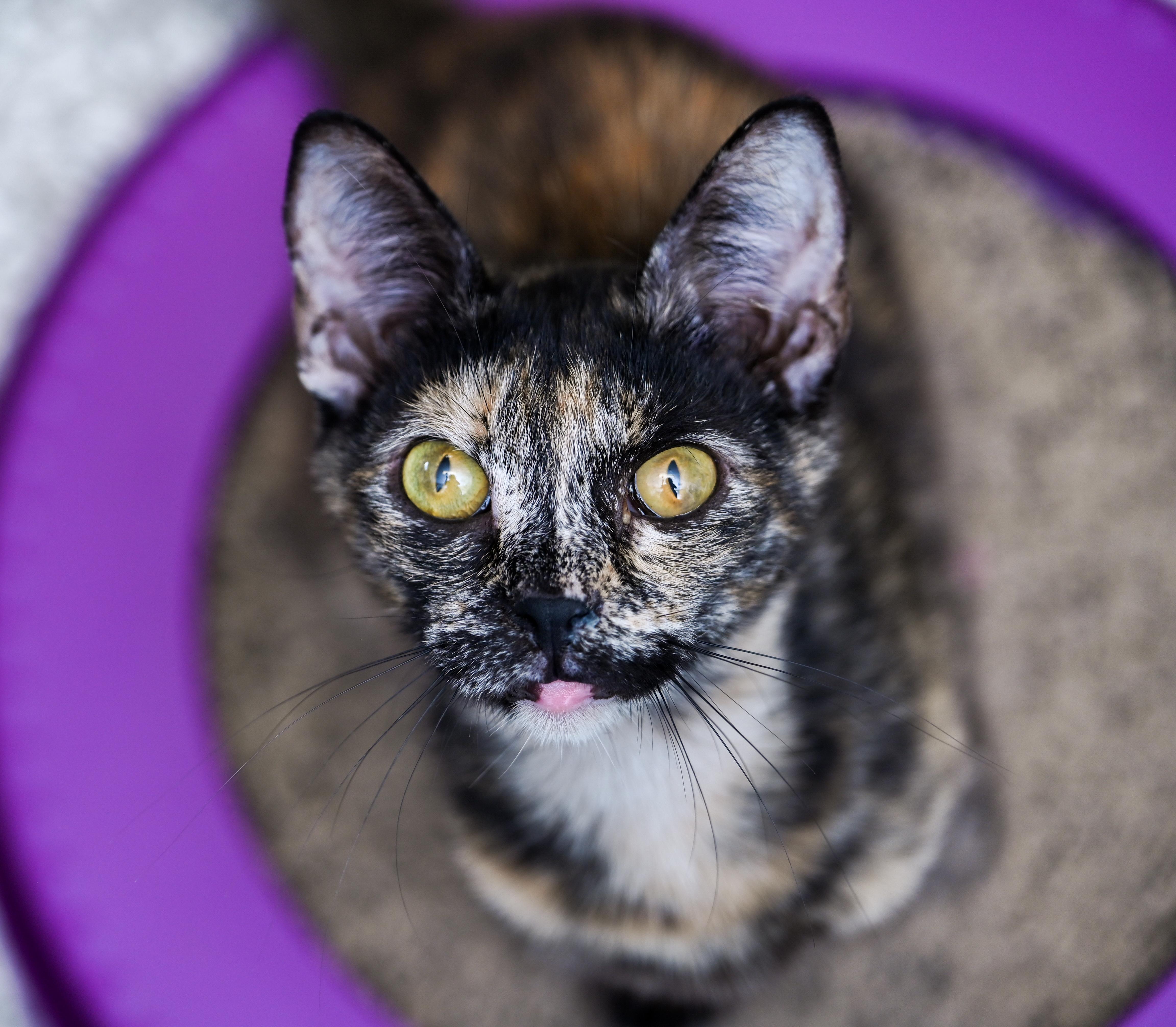 Enlarge Tigerella, a ADOPTABLE mixed breed in Chattanooga, TN image 2/6