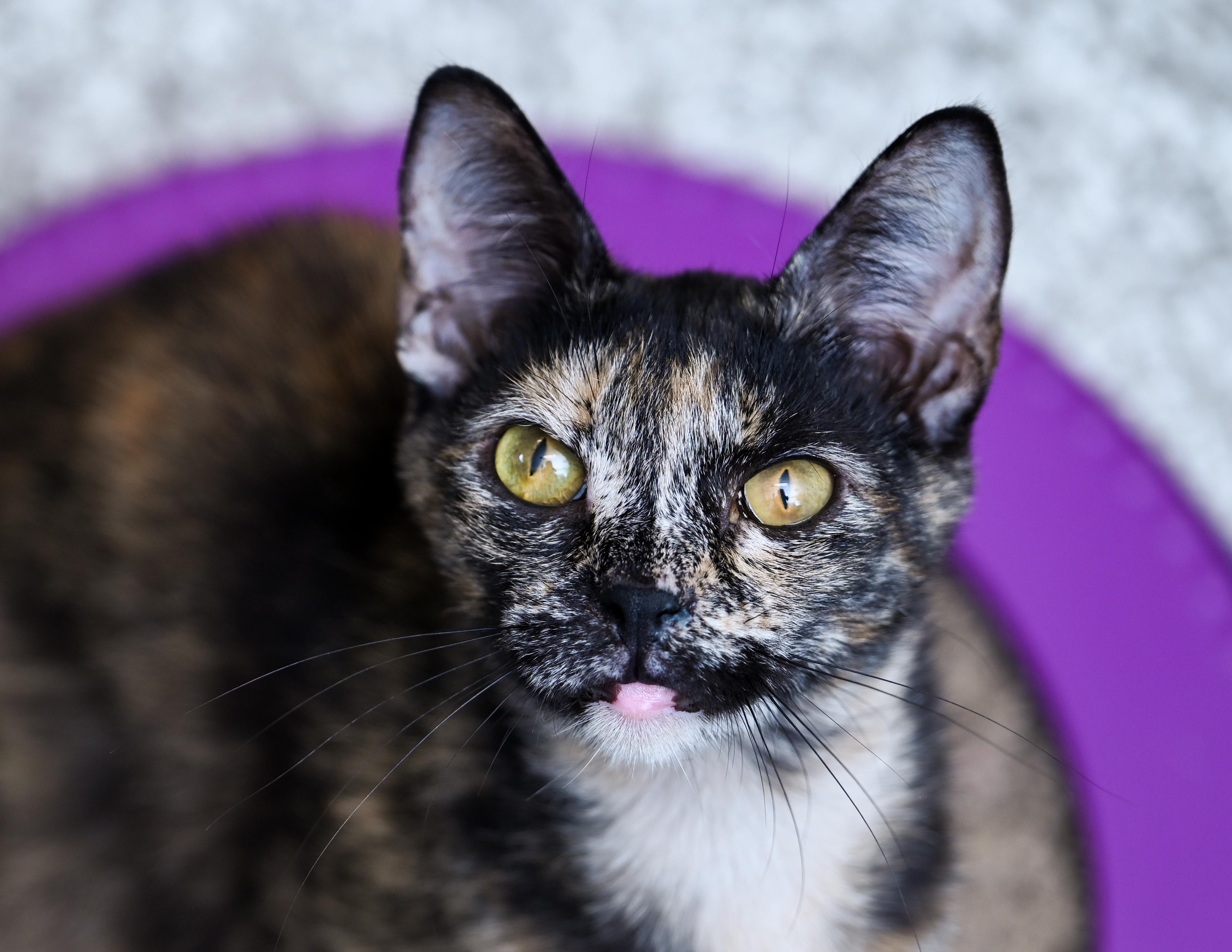 Enlarge Tigerella, a ADOPTABLE mixed breed in Chattanooga, TN image 5/6