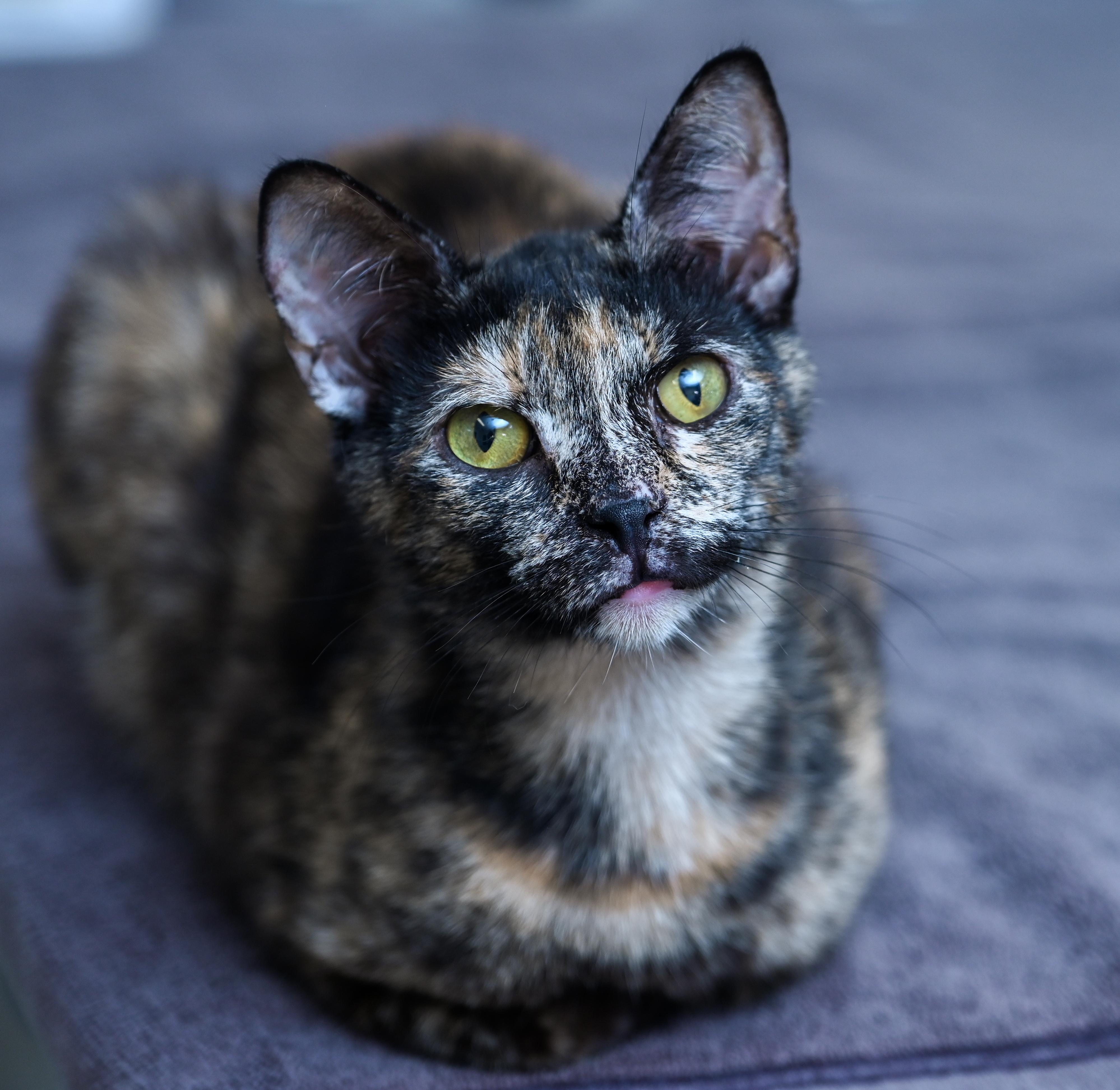 Enlarge Tigerella, a ADOPTABLE mixed breed in Chattanooga, TN image 4/6