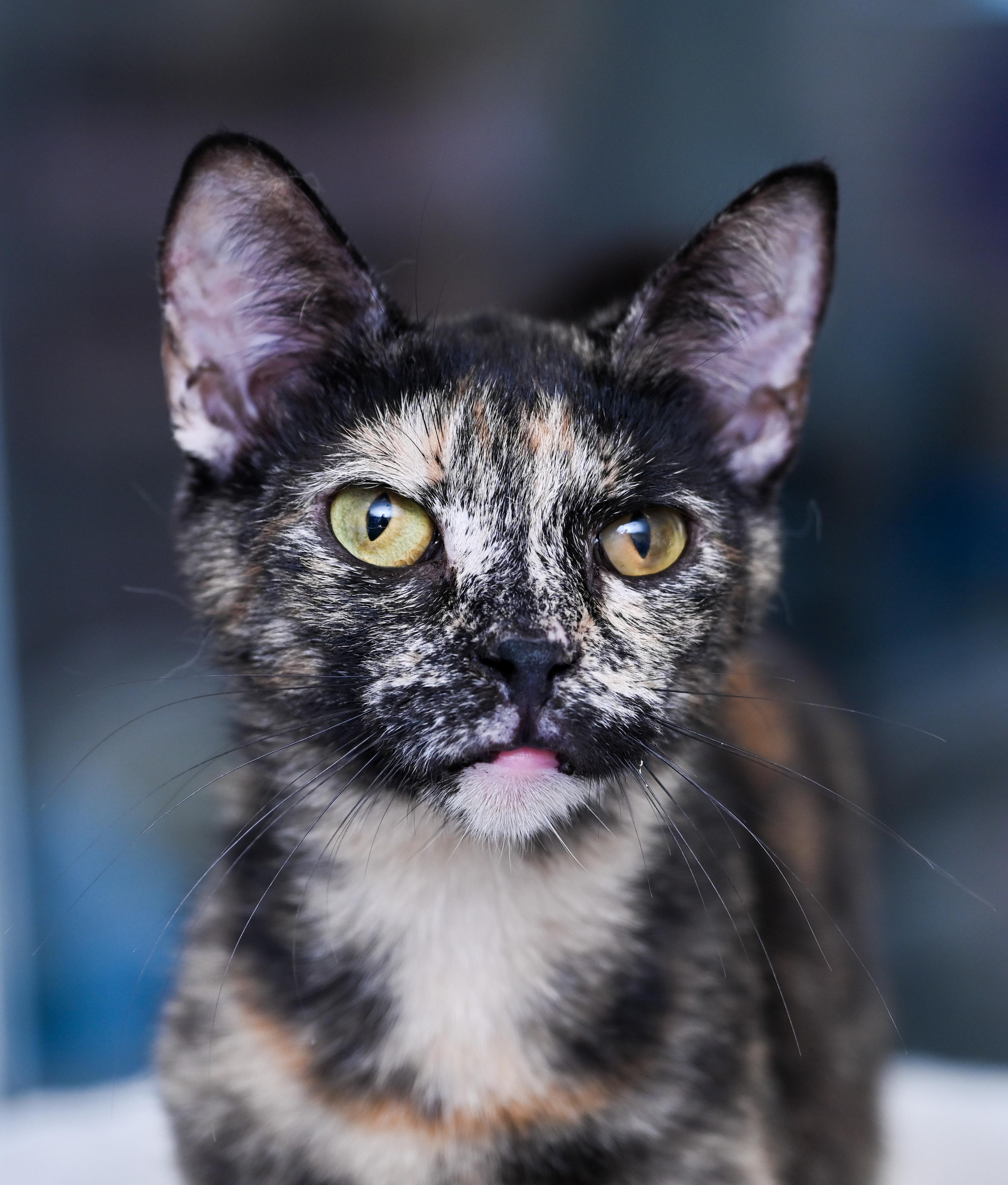 Enlarge Tigerella, a ADOPTABLE mixed breed in Chattanooga, TN image 1/6