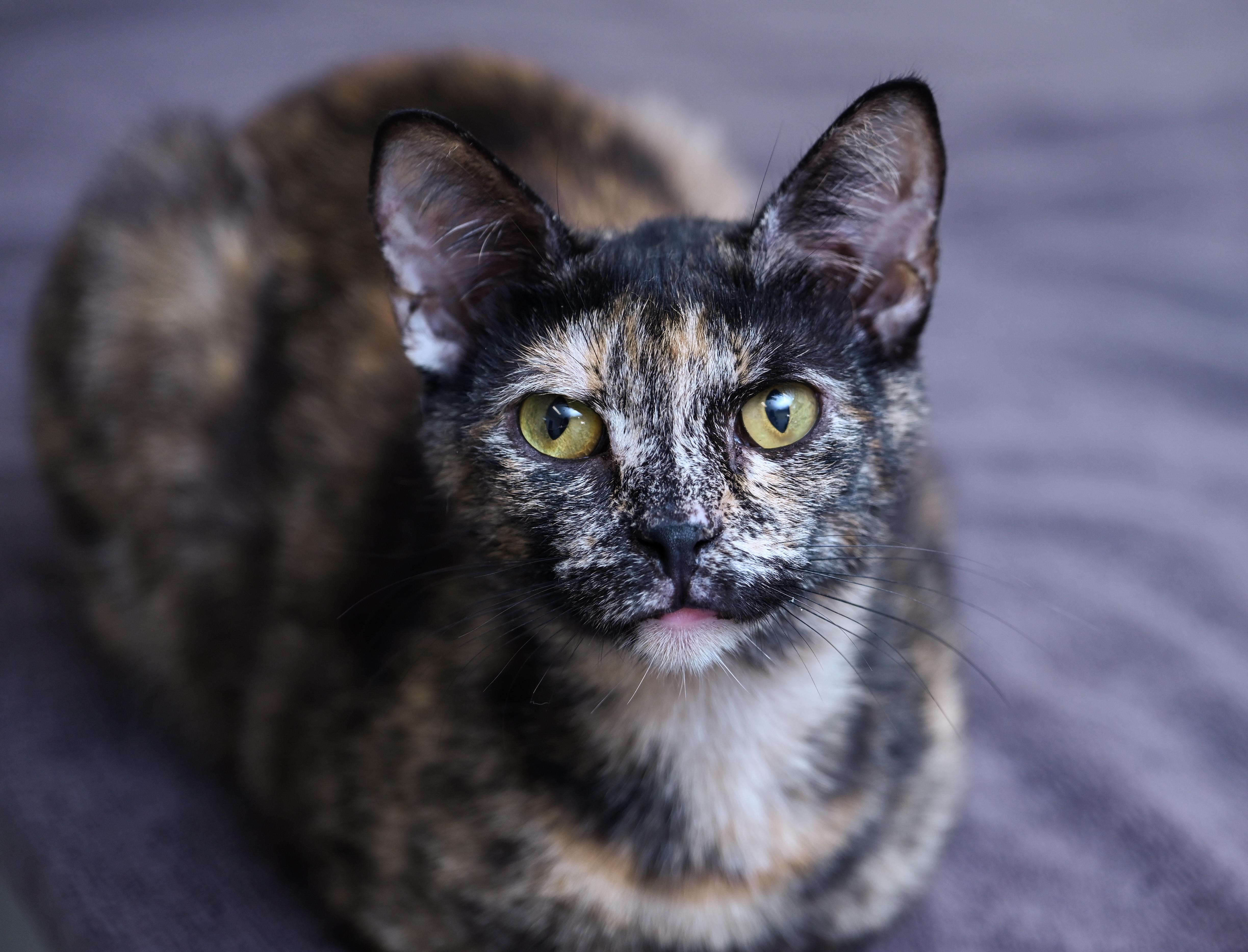 Enlarge Tigerella, a ADOPTABLE mixed breed in Chattanooga, TN image 6/6