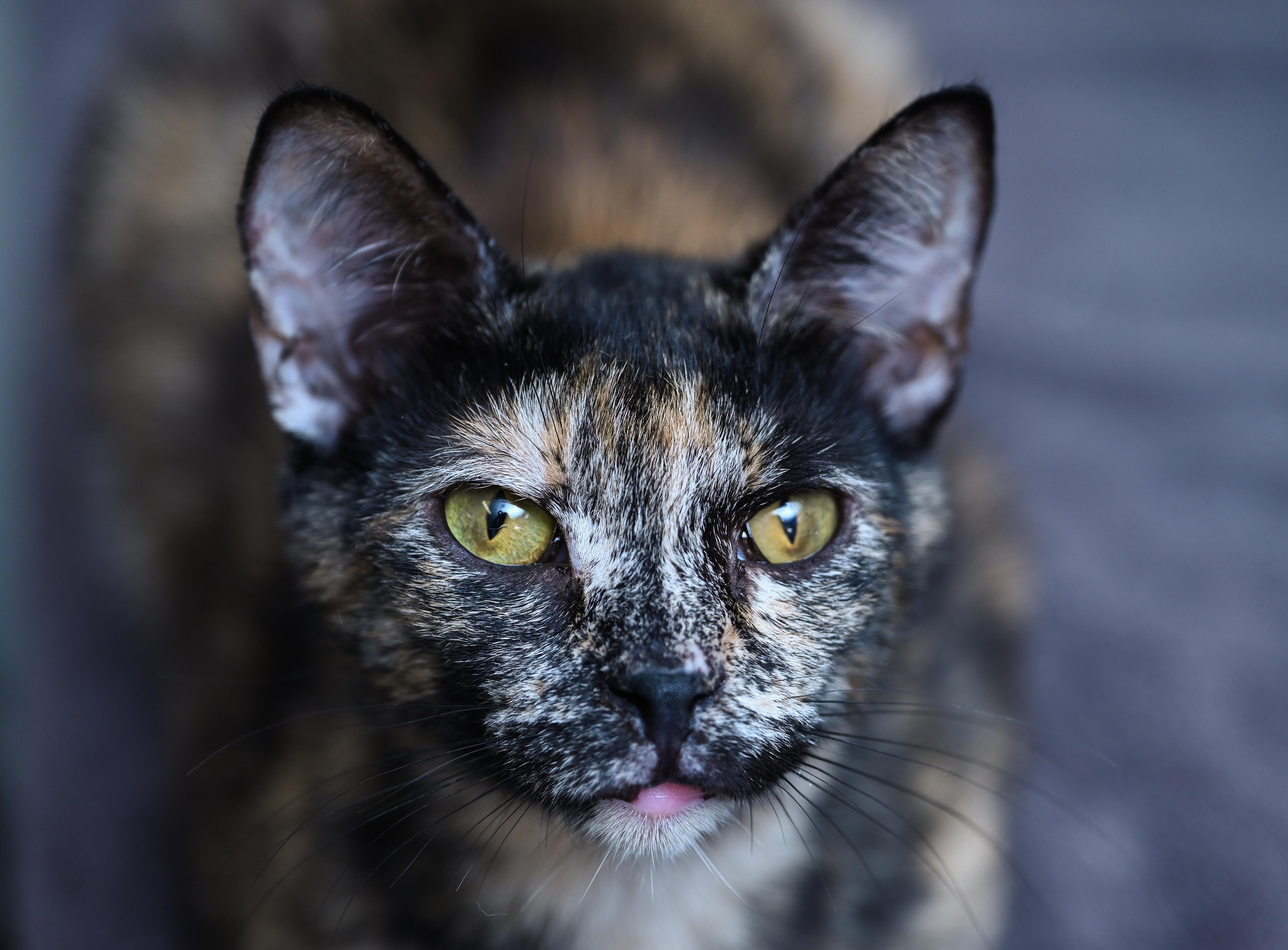 Enlarge Tigerella, a ADOPTABLE mixed breed in Chattanooga, TN image 3/6