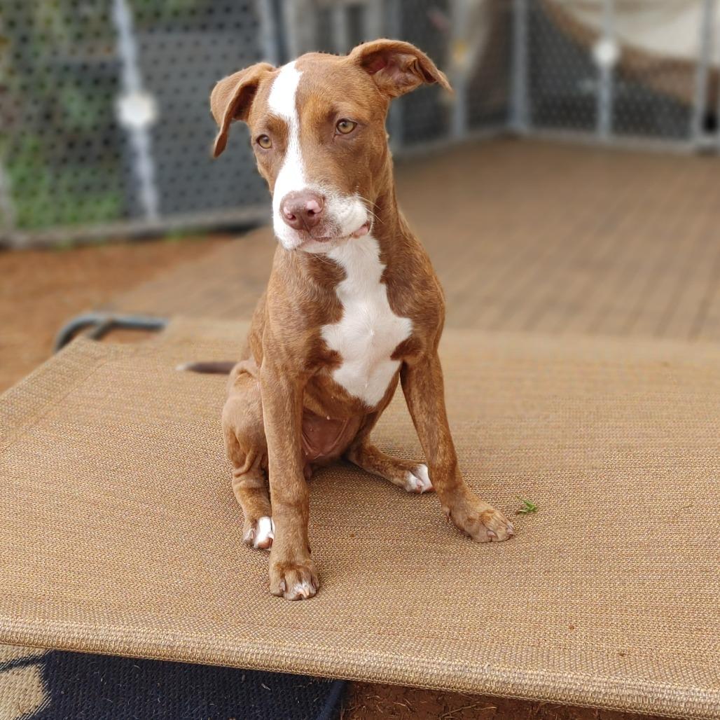 Enlarge Mookie, a Adoptable mixed breed in Kilauea, HI image 1/6