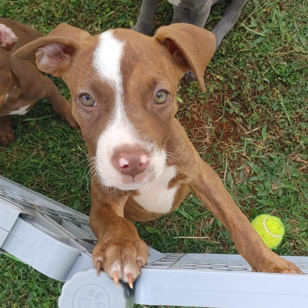 Enlarge Mookie, a Adoptable mixed breed in Kilauea, HI image 1/3