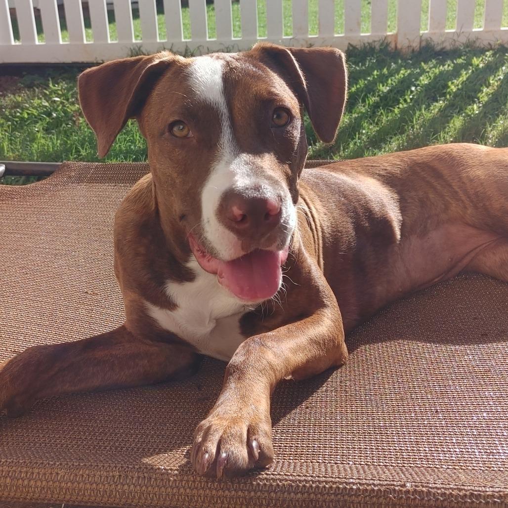 Mookie, a Adoptable mixed breed in Kilauea, HI image 3/6