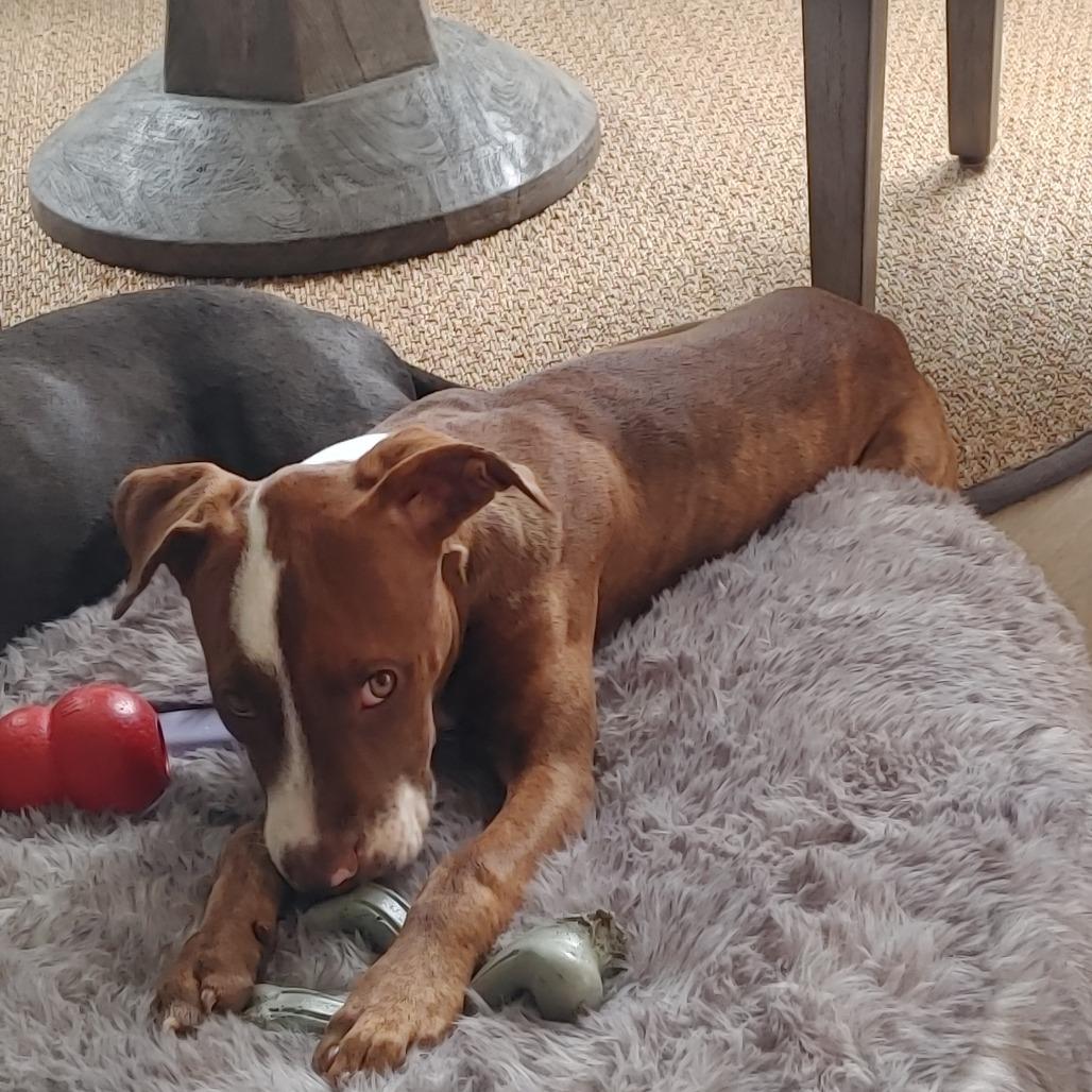 Enlarge Mookie, a Adoptable mixed breed in Kilauea, HI image 3/6