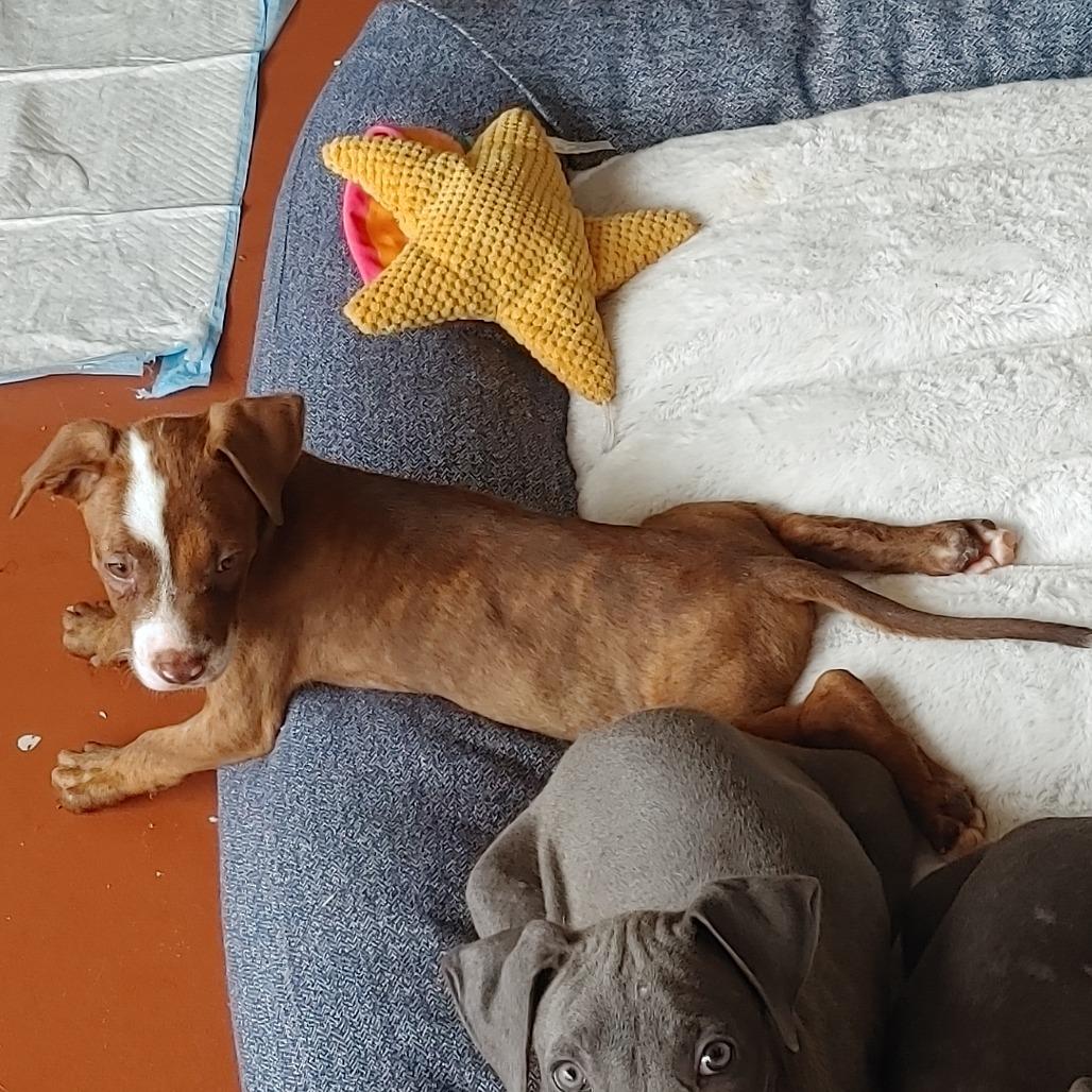 Enlarge Mookie, a Adoptable mixed breed in Kilauea, HI image 2/3