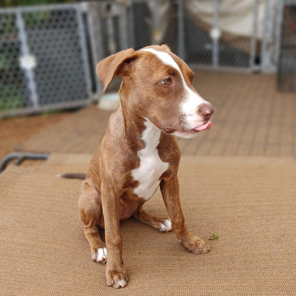 Enlarge Mookie, a Adoptable mixed breed in Kilauea, HI image 5/6