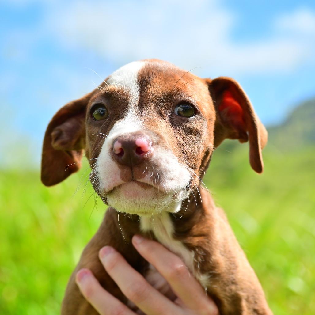 Enlarge Mookie, a Adoptable mixed breed in Kilauea, HI image 3/3