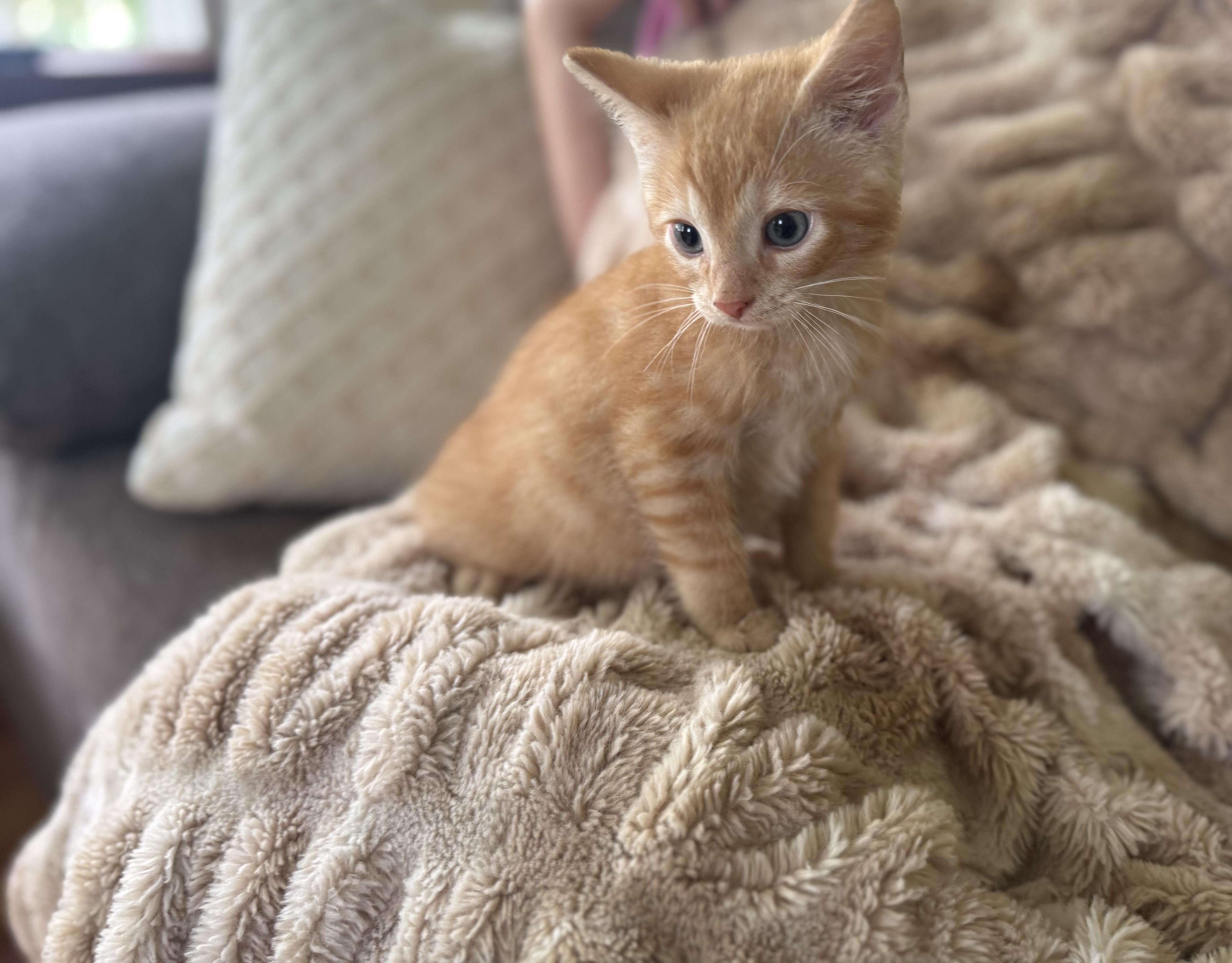 Oscar
