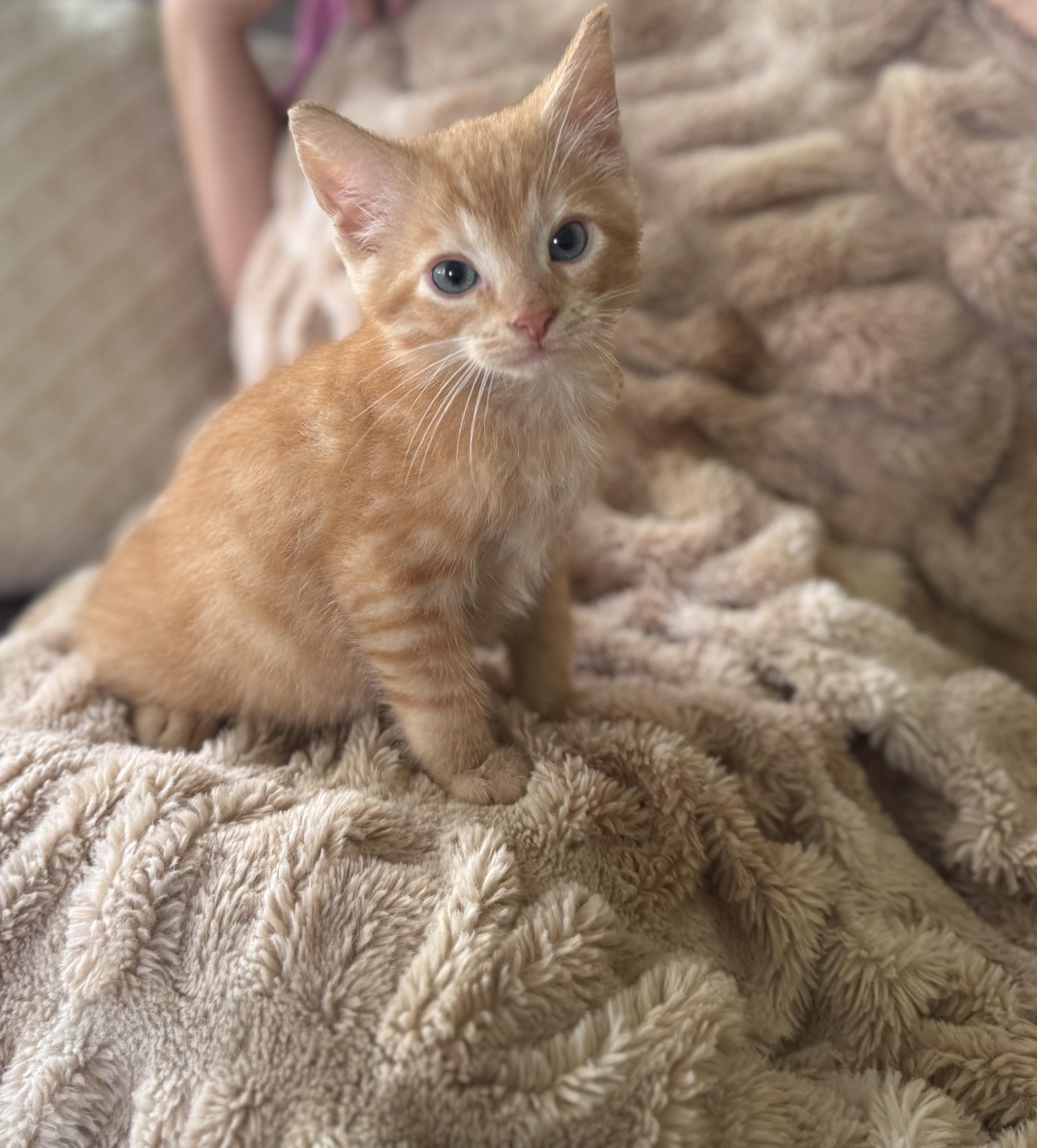 Oscar
