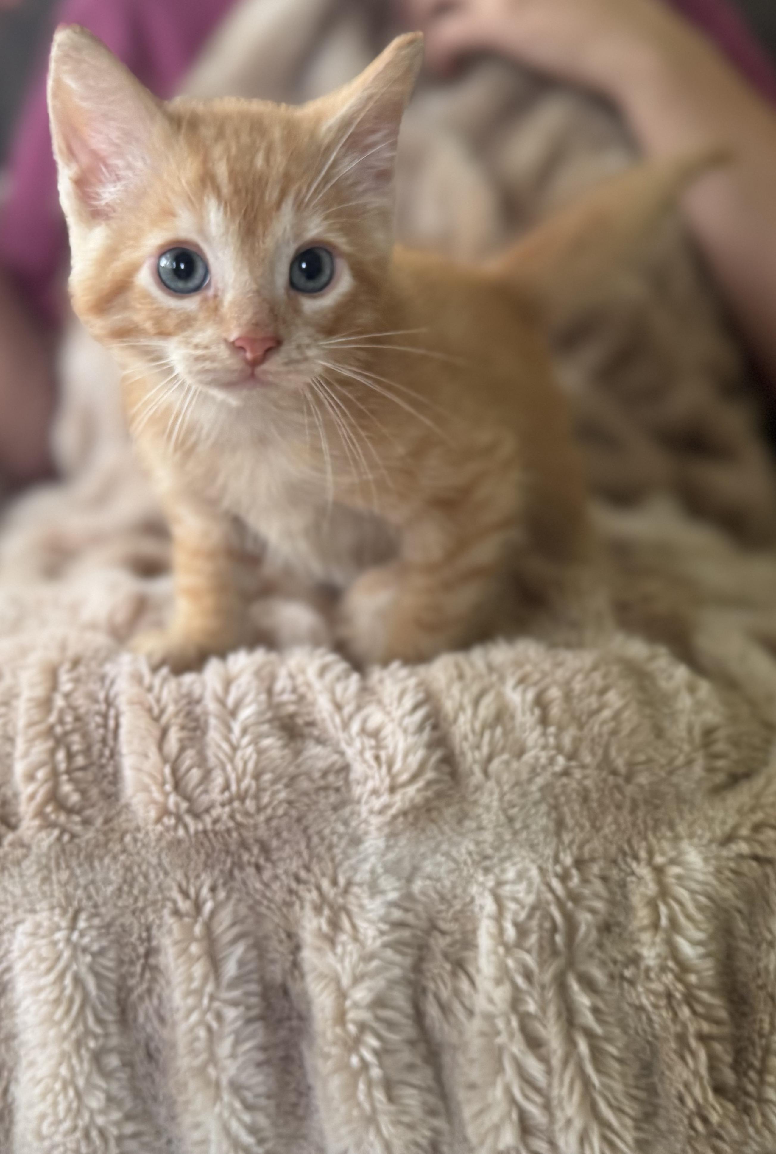 Oscar