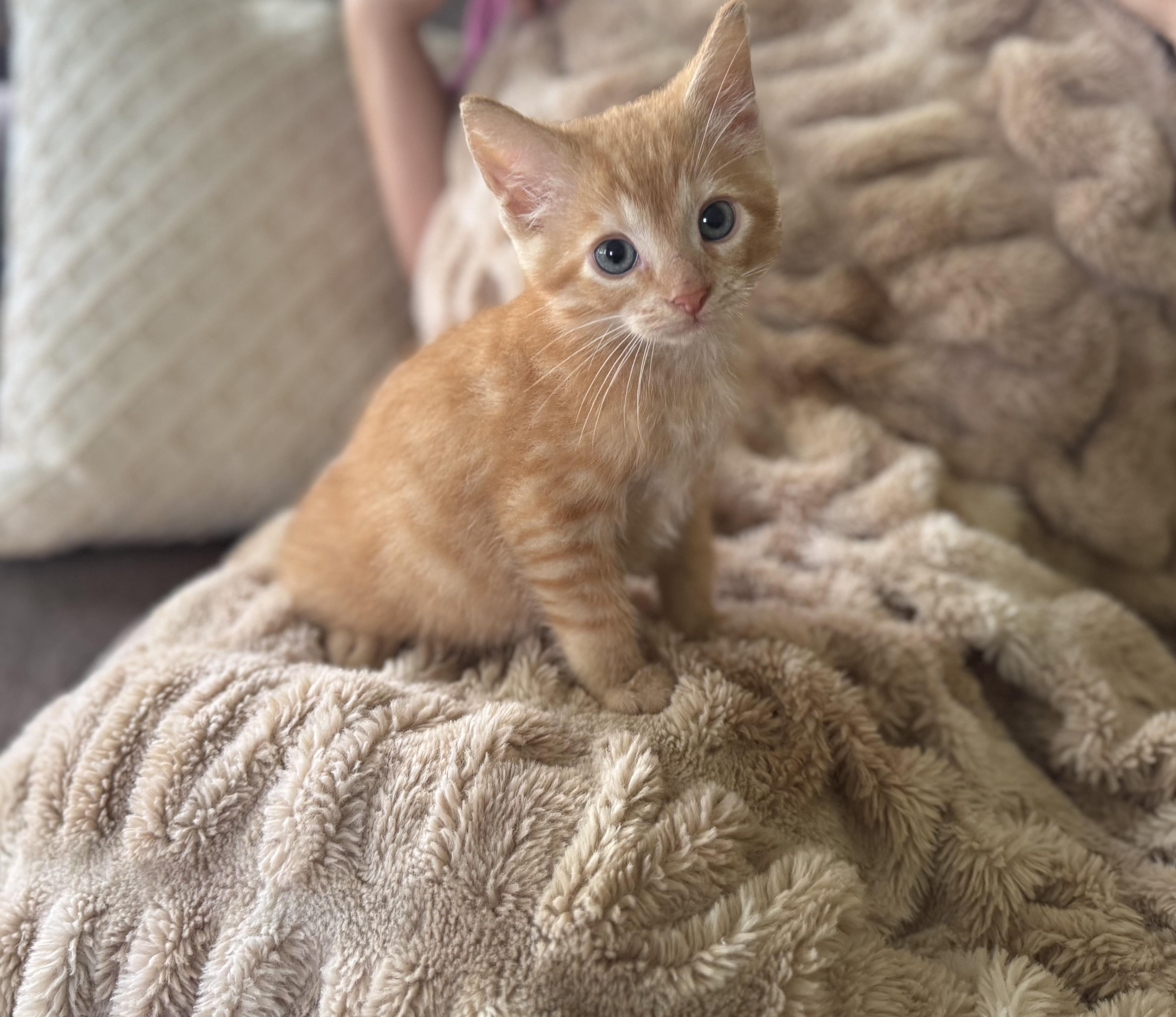 Oscar