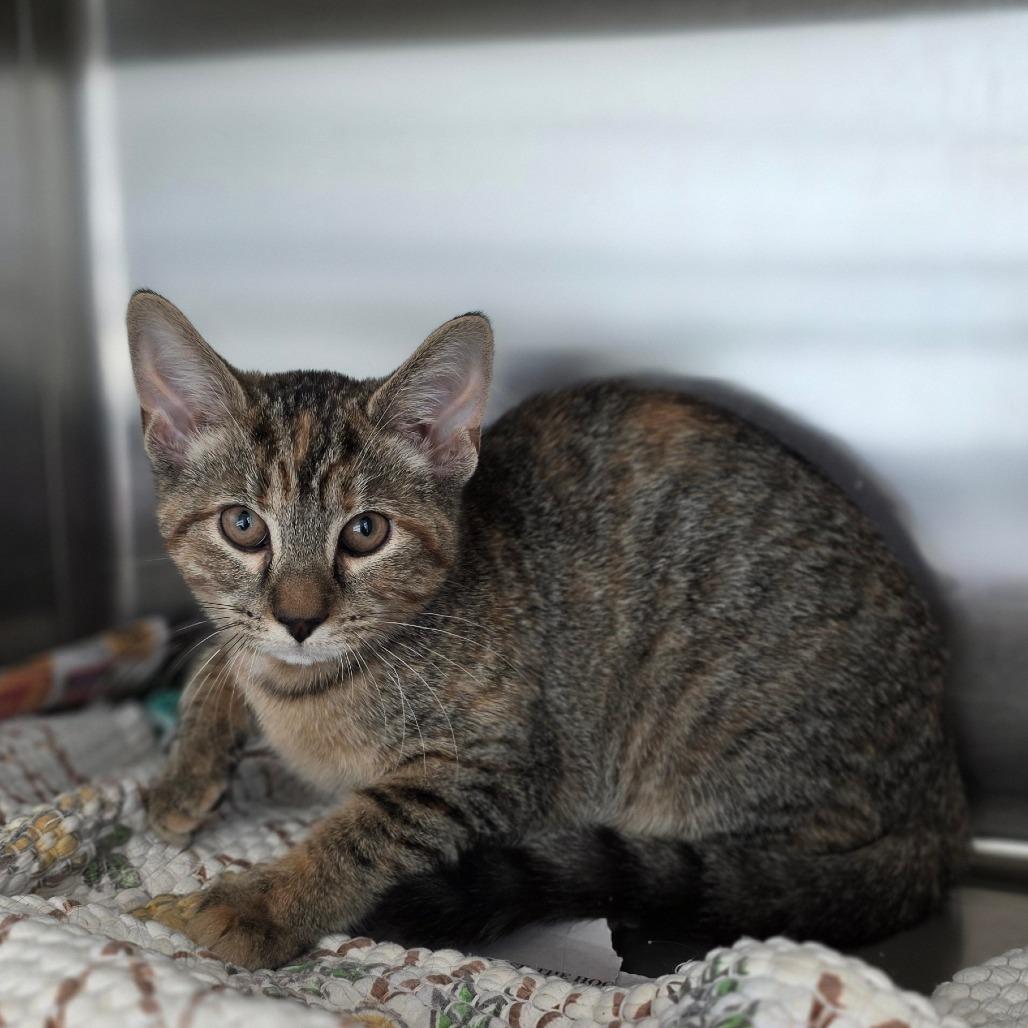Enlarge Dorothy, a Adoptable Domestic Short Hair in Concord, NC image 1/1