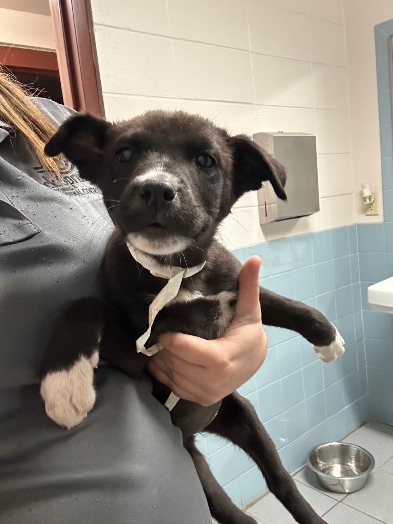 Cranberry, a Adoptable mixed breed in Rock Springs, WY image 1/3