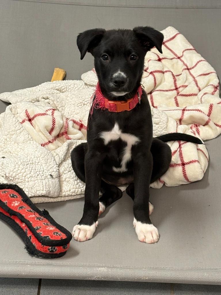 Cranberry, a Adoptable mixed breed in Rock Springs, WY image 2/3