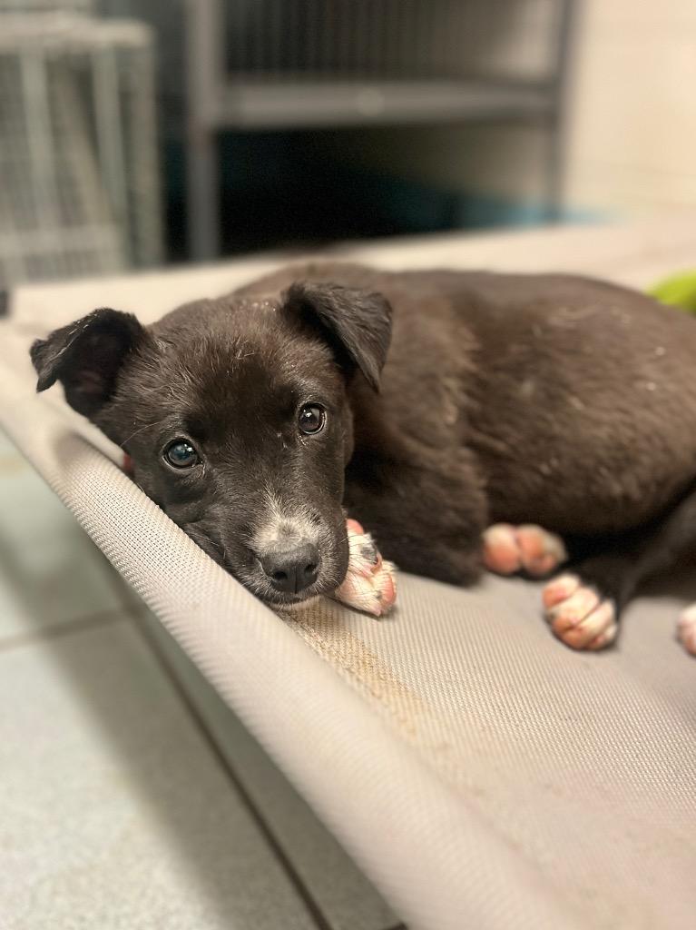 Cranberry, a Adoptable mixed breed in Rock Springs, WY image 3/3