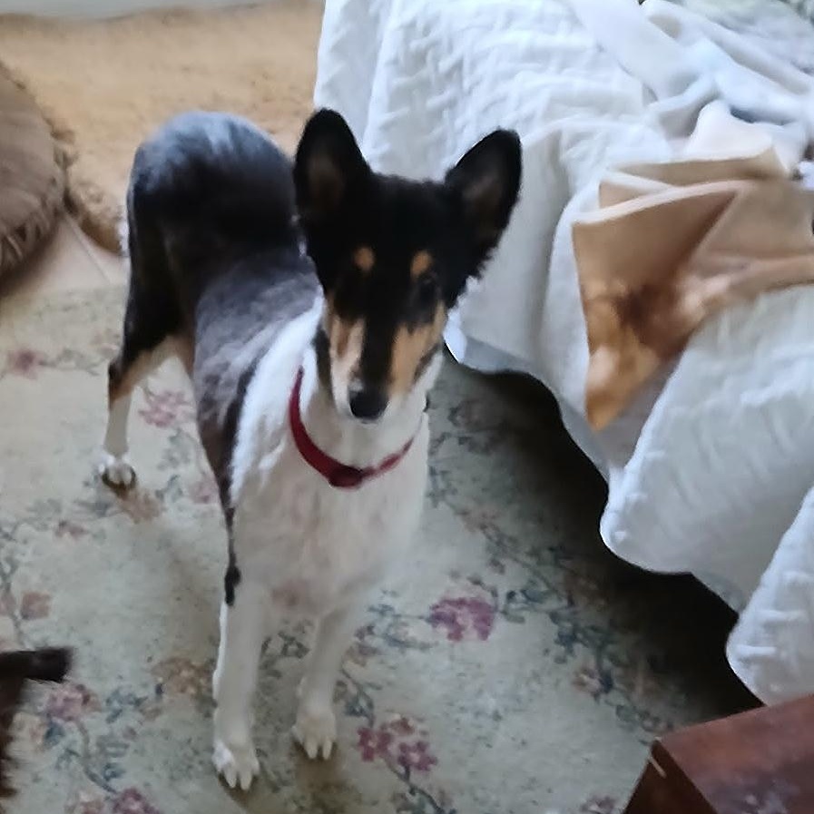 Pearl, Adoptable, Adult Female Collie.