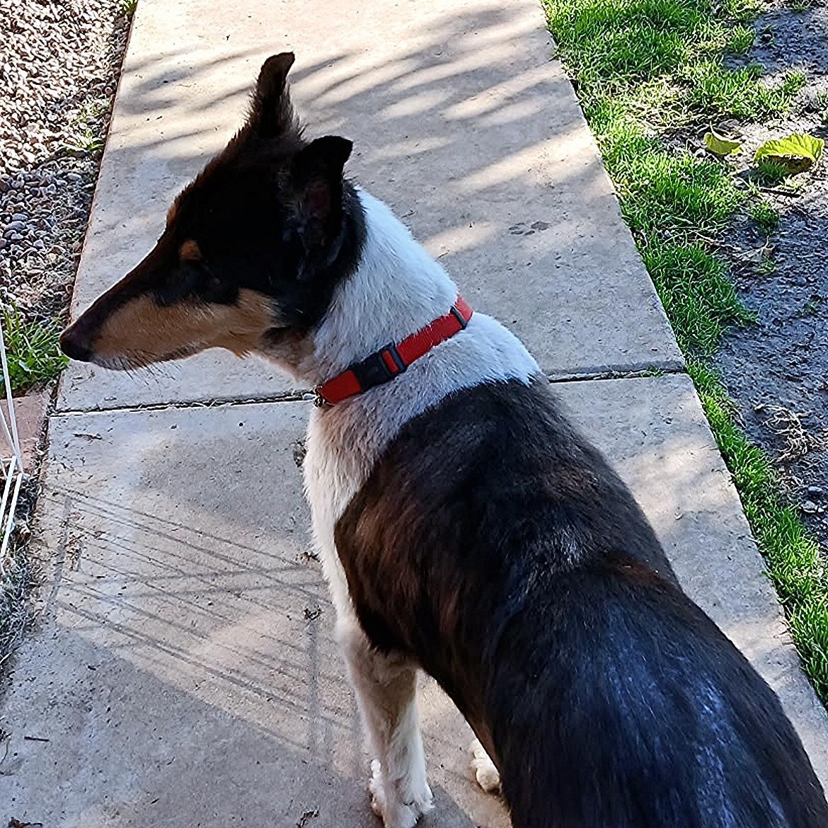 Enlarge Pearl, a Adoptable Collie in Riverside, CA image 4/4