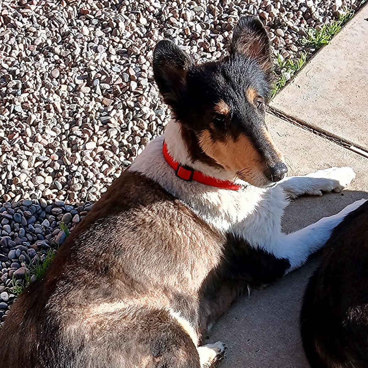 Enlarge Pearl, a Adoptable Collie in Riverside, CA image 3/4