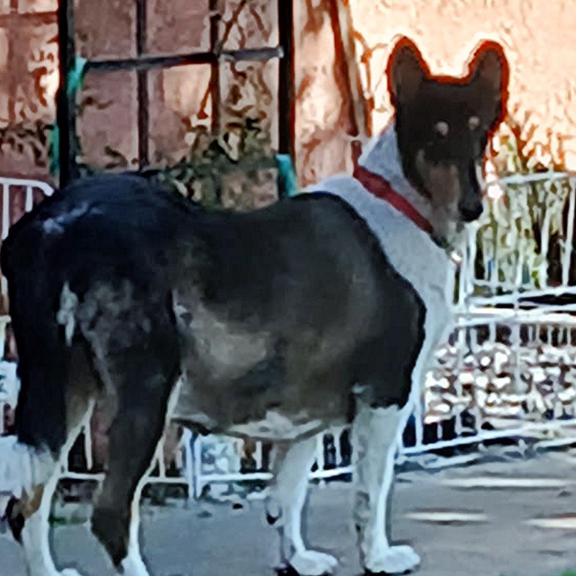 Pearl, Adoptable, Adult Female Collie.