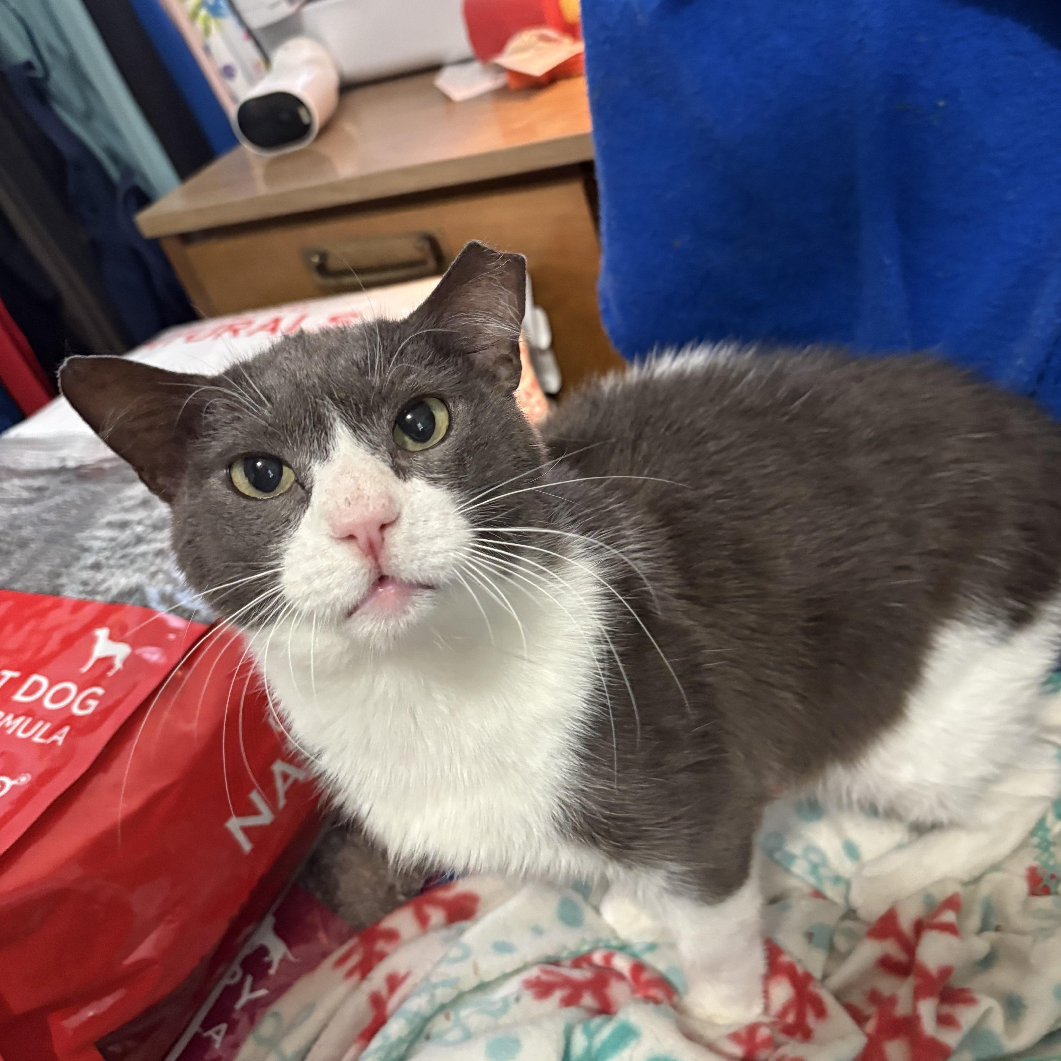 Enlarge Bandit, a ADOPTABLE Domestic Short Hair in Lubbock, TX image 2/3