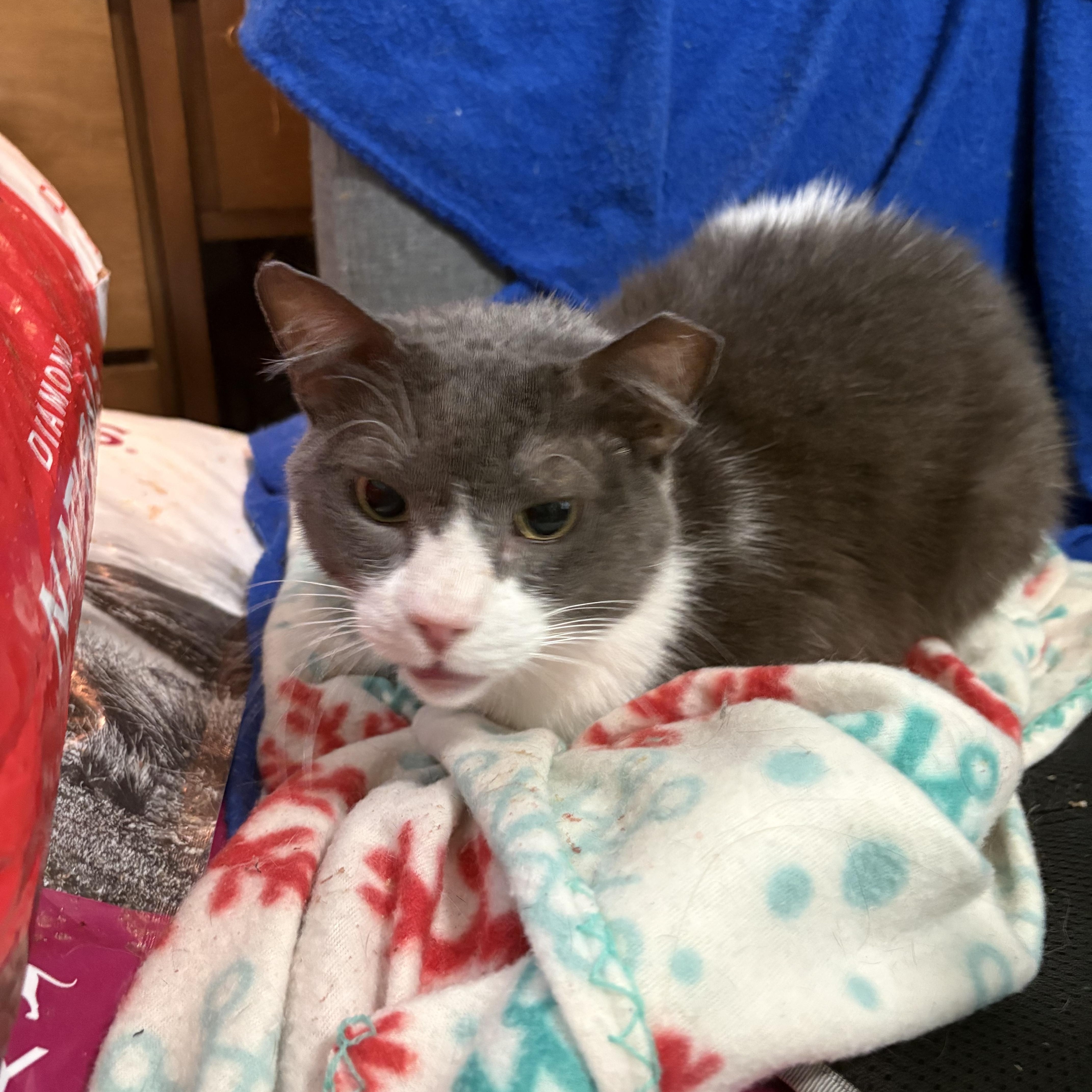 Enlarge Bandit, a ADOPTABLE Domestic Short Hair in Lubbock, TX image 1/3