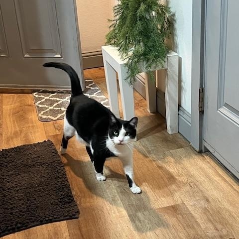Enlarge Dixie, a Adopted Tuxedo in White Settlement, TX image 2/2
