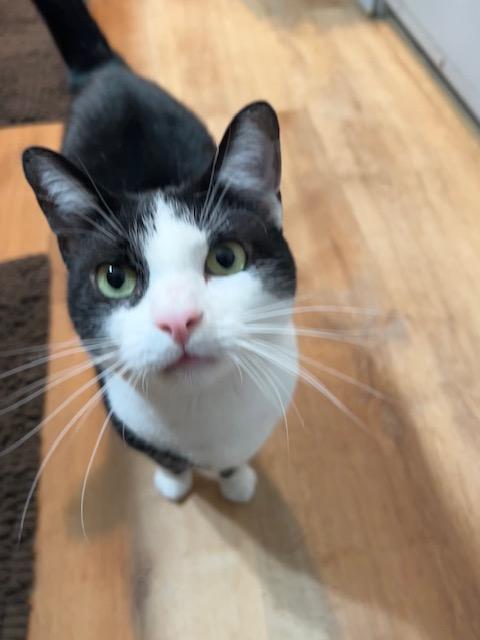 Enlarge Dixie, a Adopted Tuxedo in White Settlement, TX image 1/2