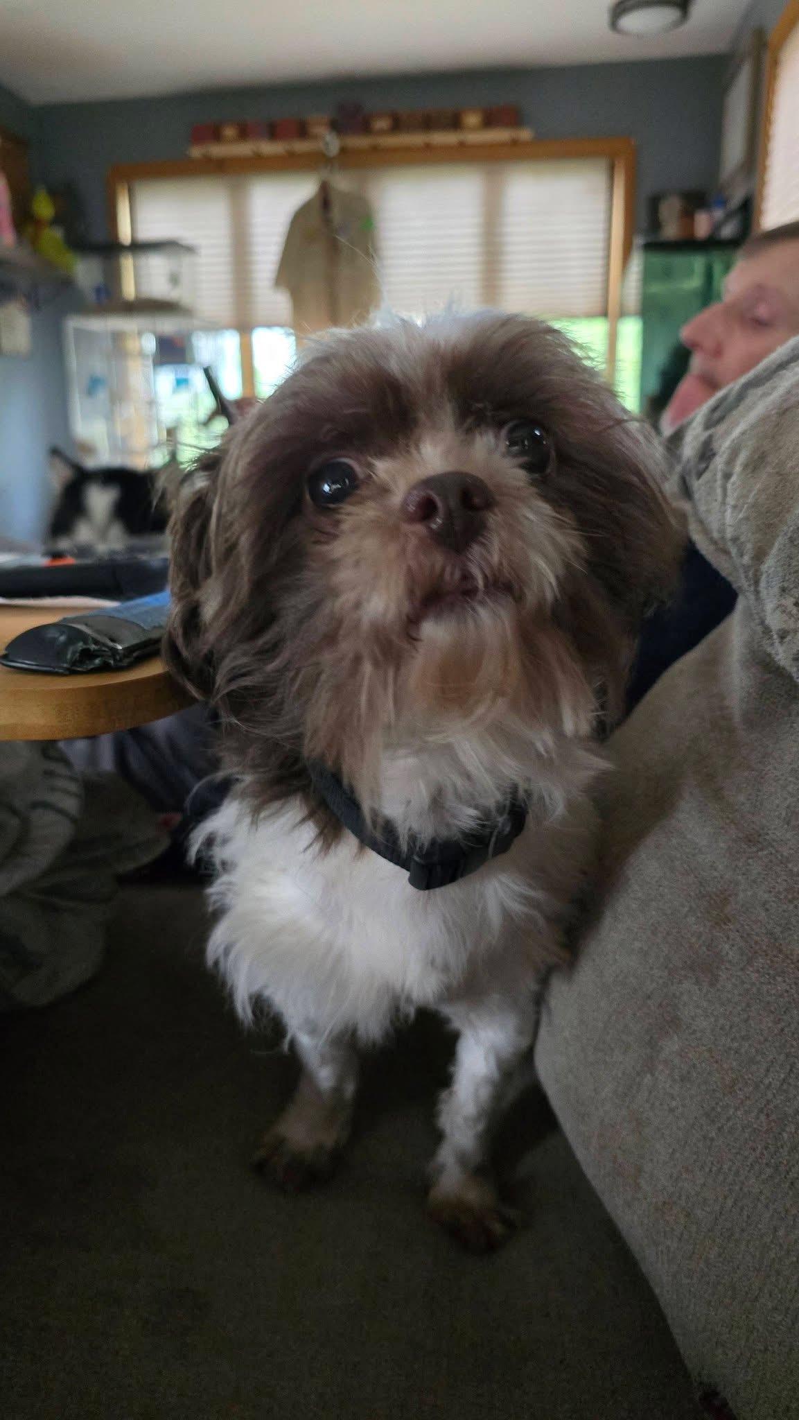 Enlarge Kobe, a Adoptable mixed breed in Portland, ME image 3/4