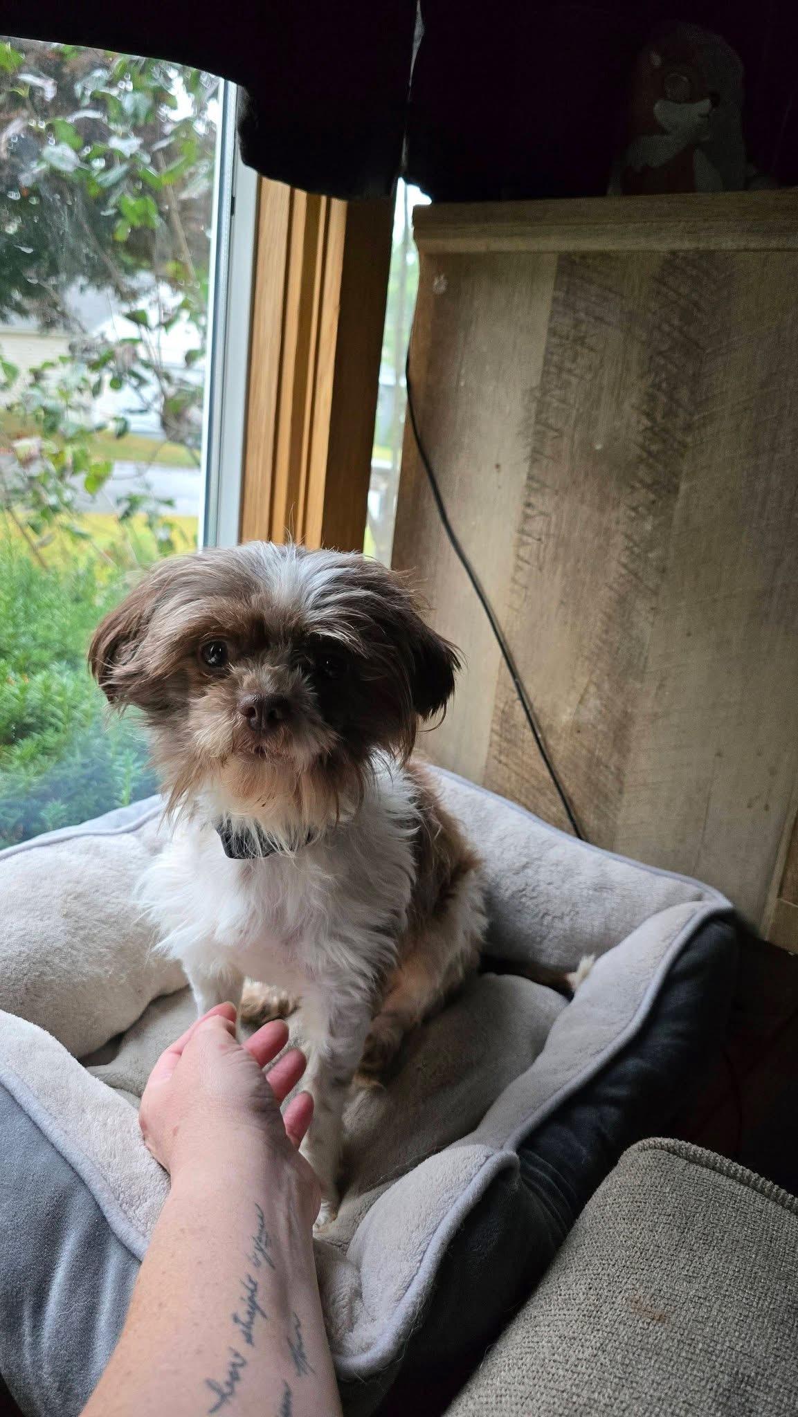 Kobe, Adoptable, Adult Male Shih Tzu.