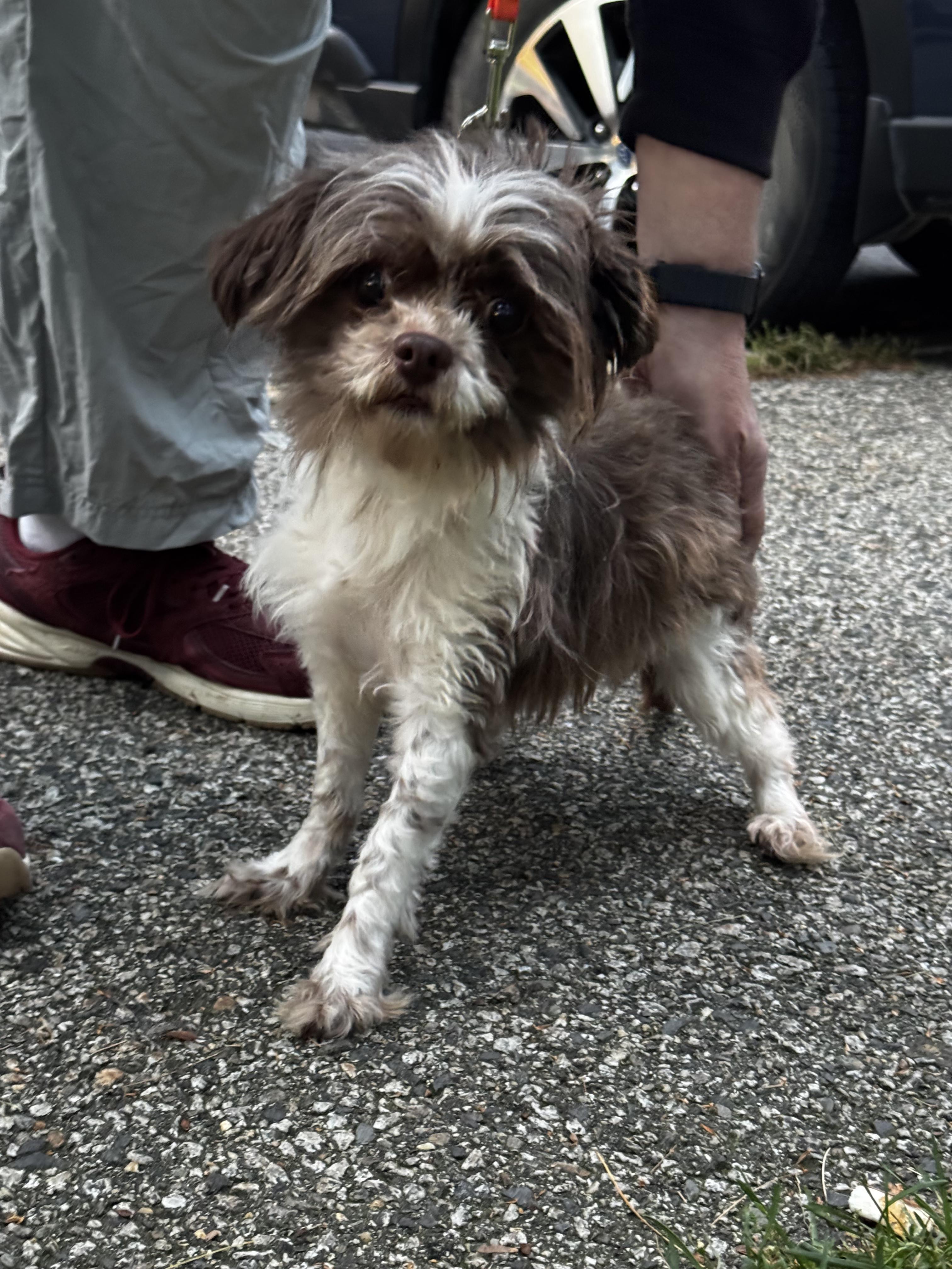 Enlarge Kobe, a Adoptable mixed breed in Portland, ME image 2/4