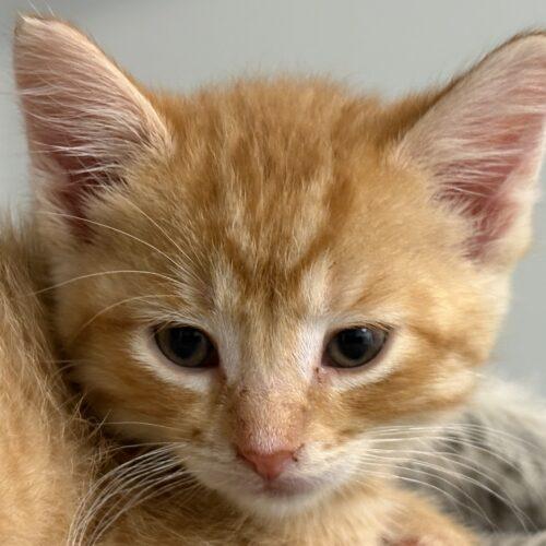 Cotton Candy, Adoptable, Kitten Female Domestic Short Hair.