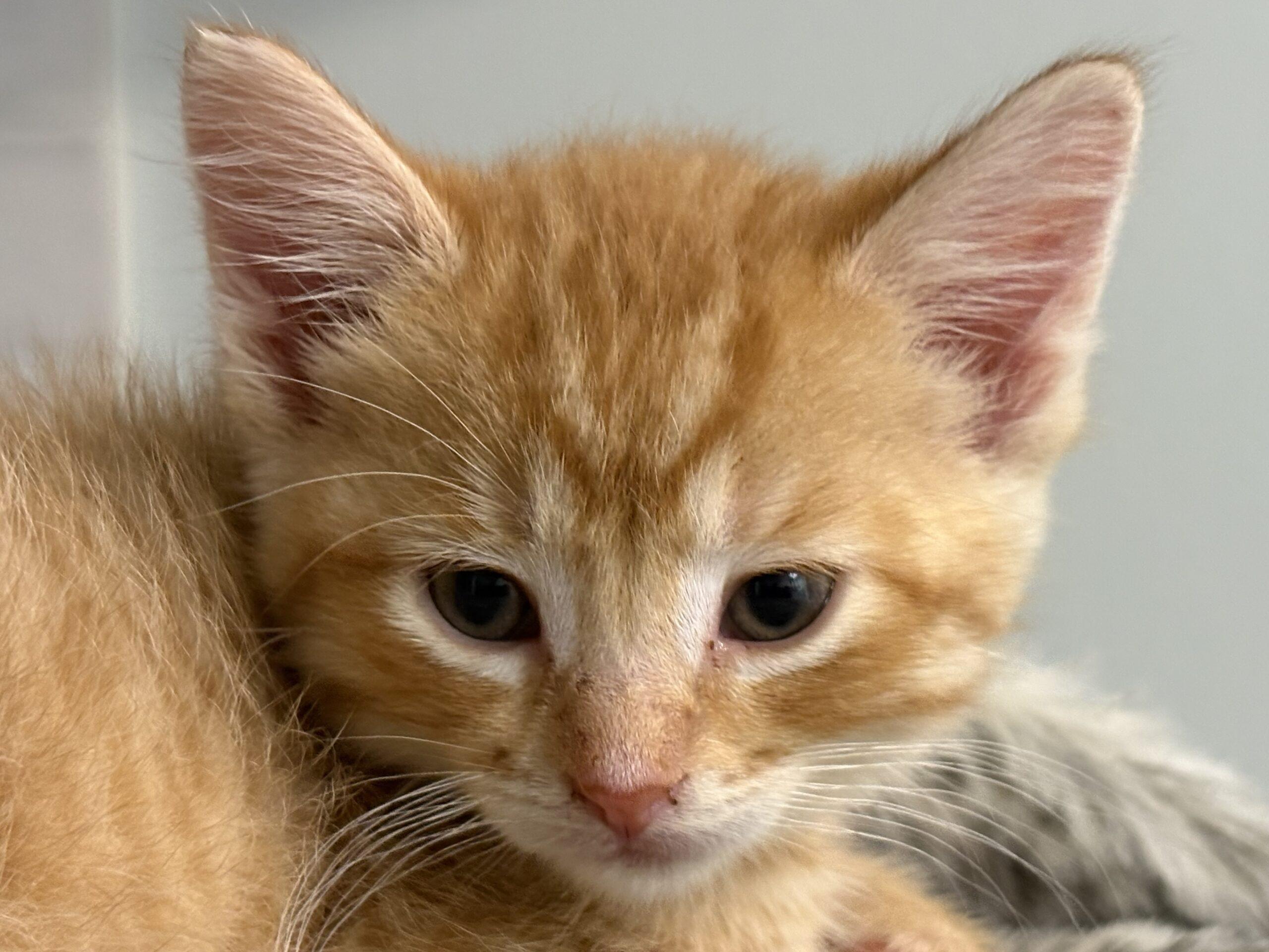 Enlarge Cotton Candy, a Adoptable Domestic Short Hair in Vienna, ON image 2/4