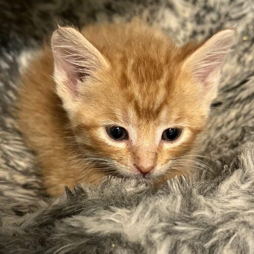 Enlarge Cotton Candy, a Adoptable Domestic Short Hair in Vienna, ON image 3/4