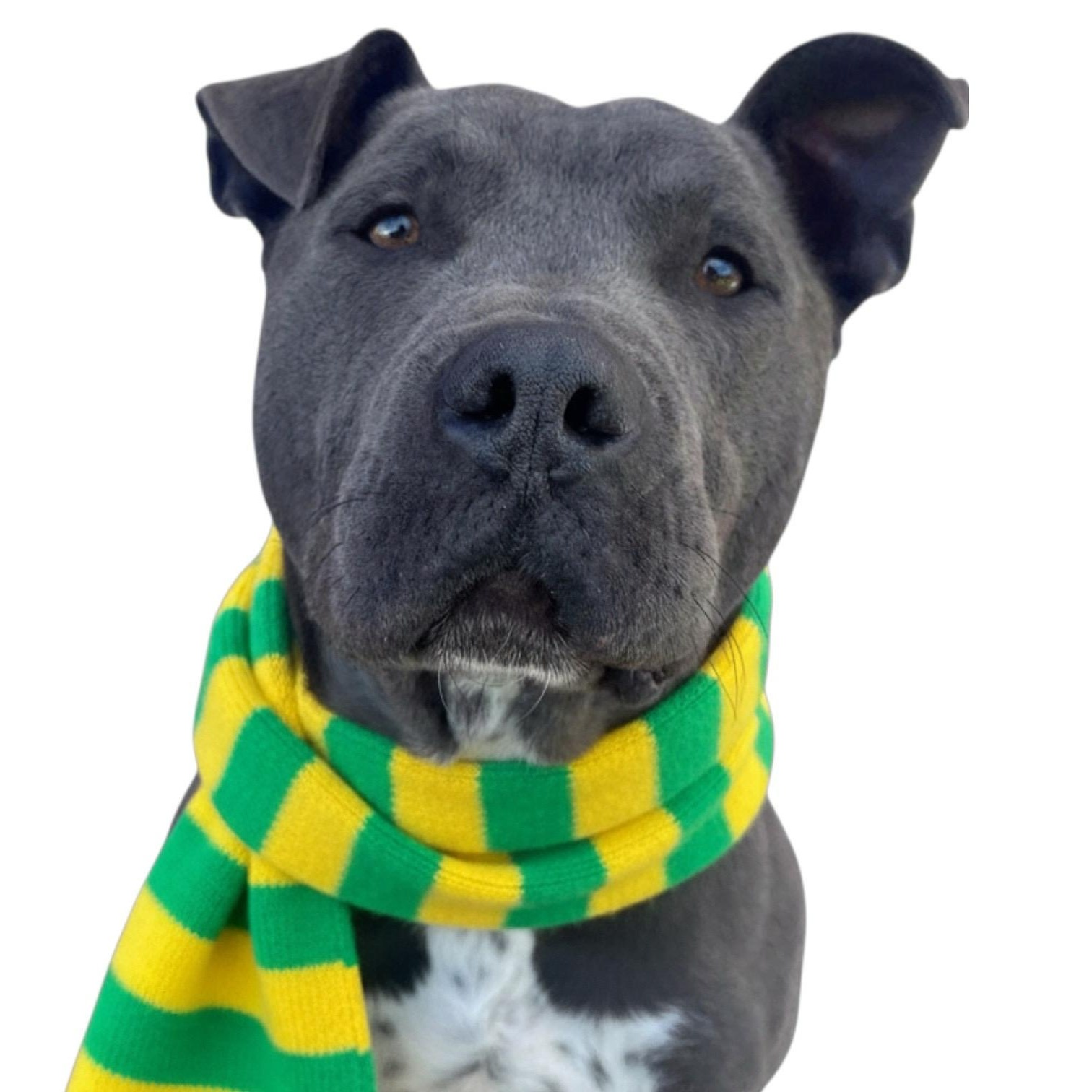 Enlarge Roscoe, a ADOPTABLE American Bully in Sun Valley, CA image 2/3