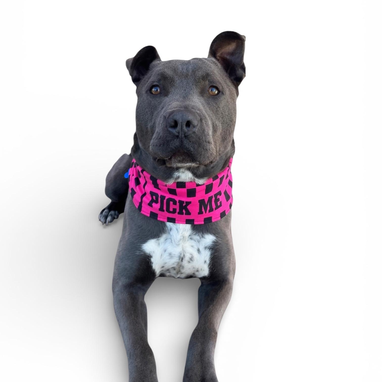 Roscoe, ADOPTABLE, Young Male American Bully.