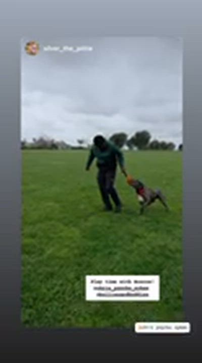 Enlarge Roscoe, a ADOPTABLE American Bully in Sun Valley, CA video 3/3