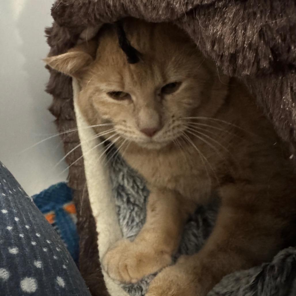 Enlarge Skeeter, a Adoptable Domestic Short Hair in Peoria, IL image 1/1