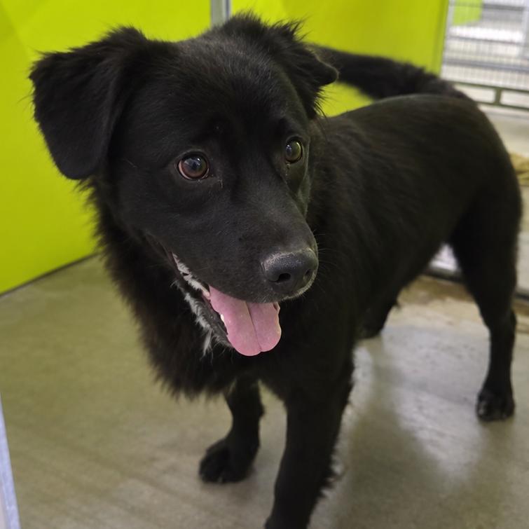 Carmine, Adoptable, Adult Male Spaniel & Mixed Breed.