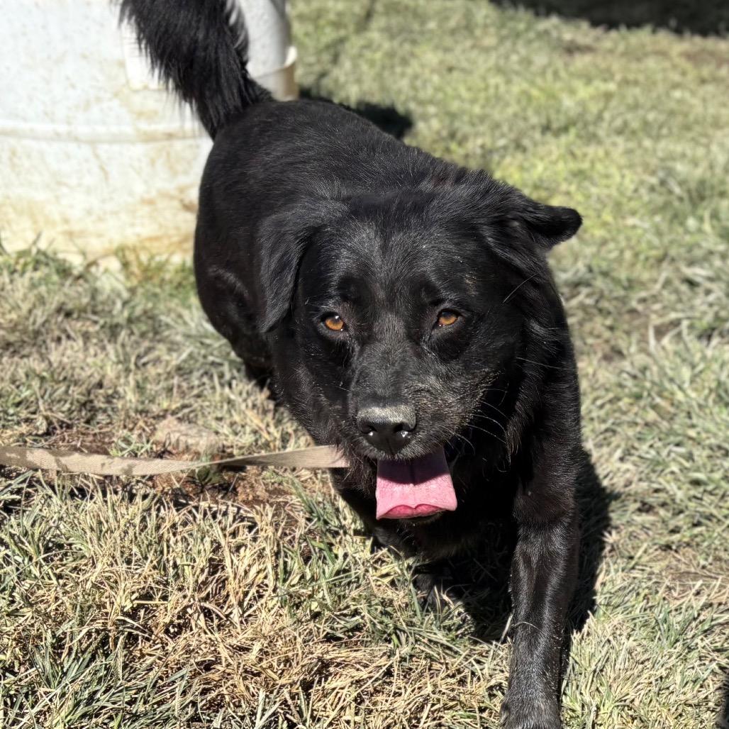 Enlarge Carmine, a Adoptable mixed breed in San Jacinto, CA image 2/6