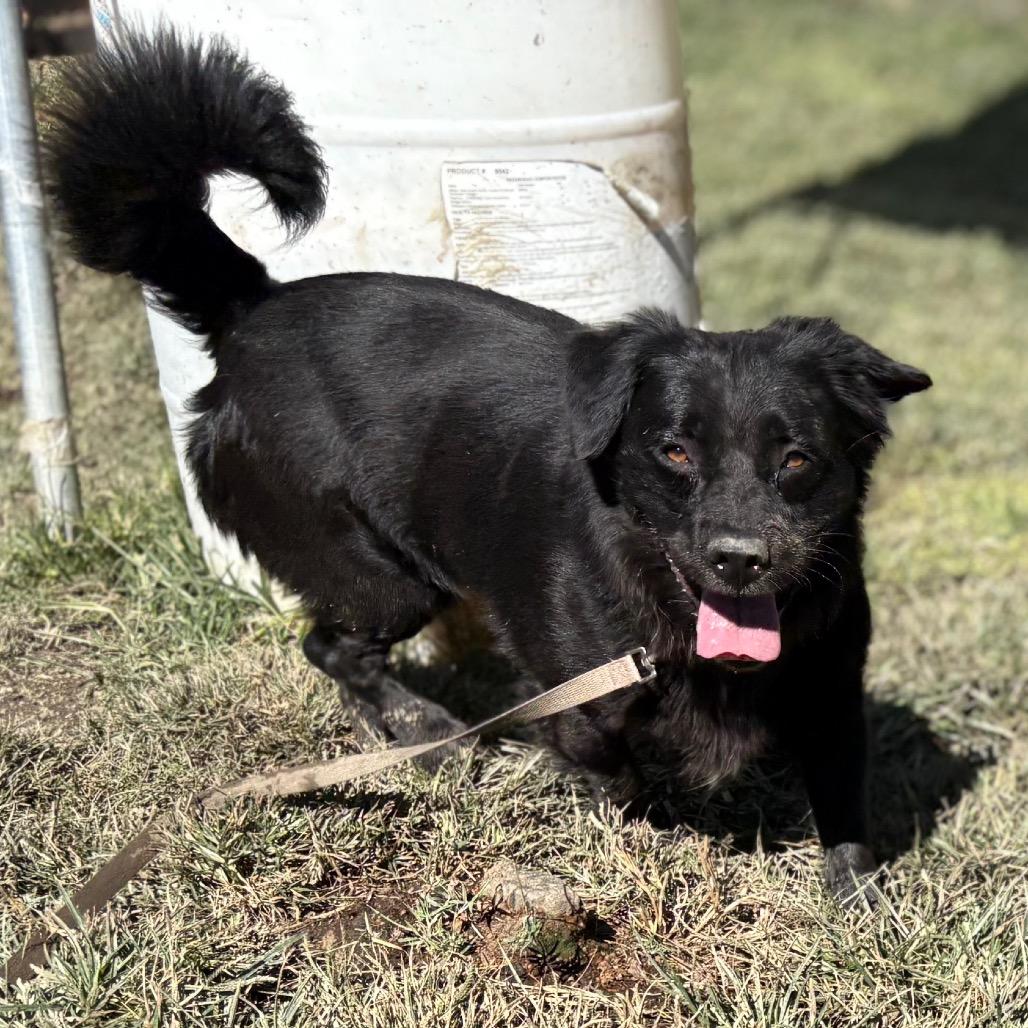 Enlarge Carmine, a Adoptable mixed breed in San Jacinto, CA image 3/6